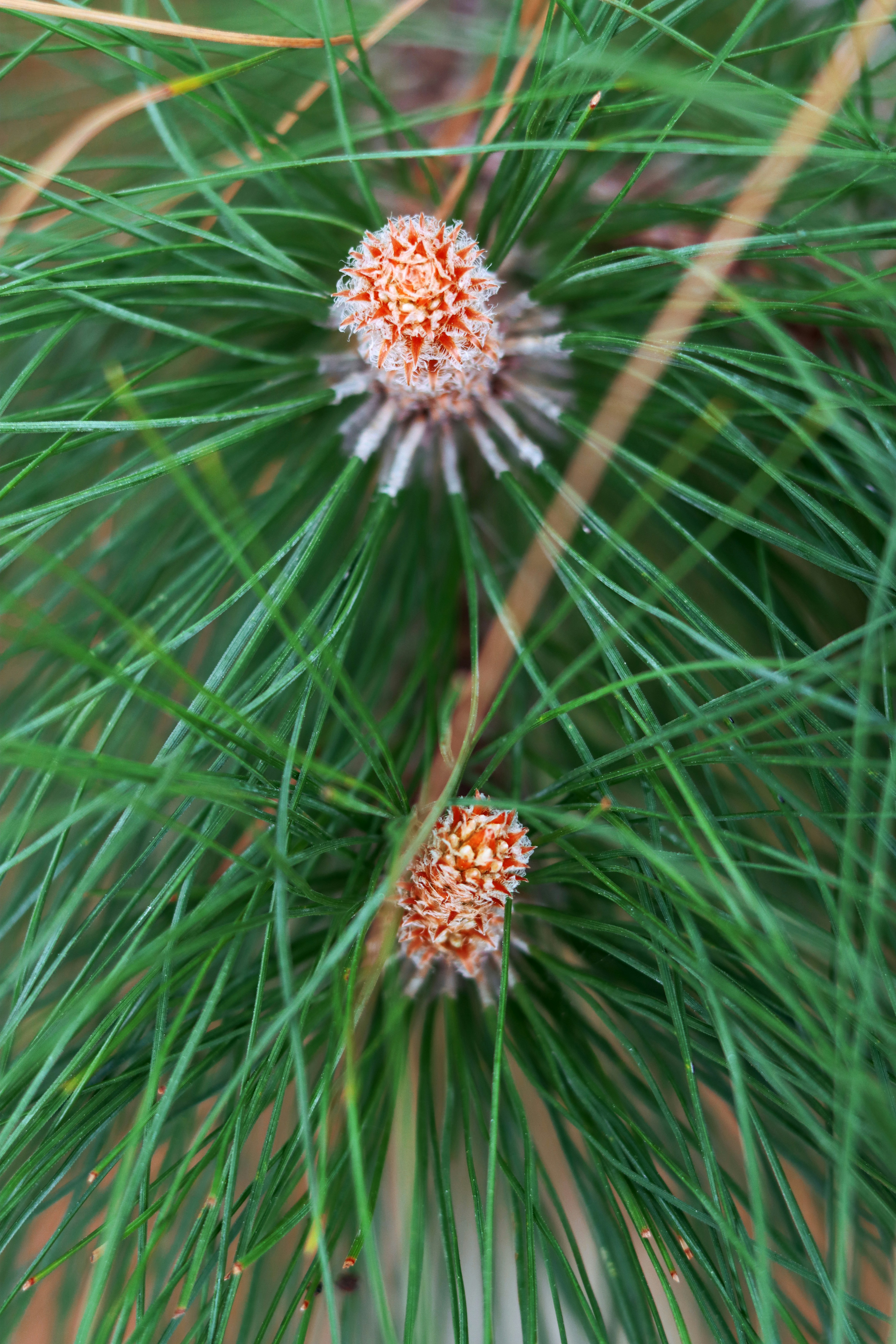 Pinyon Pine