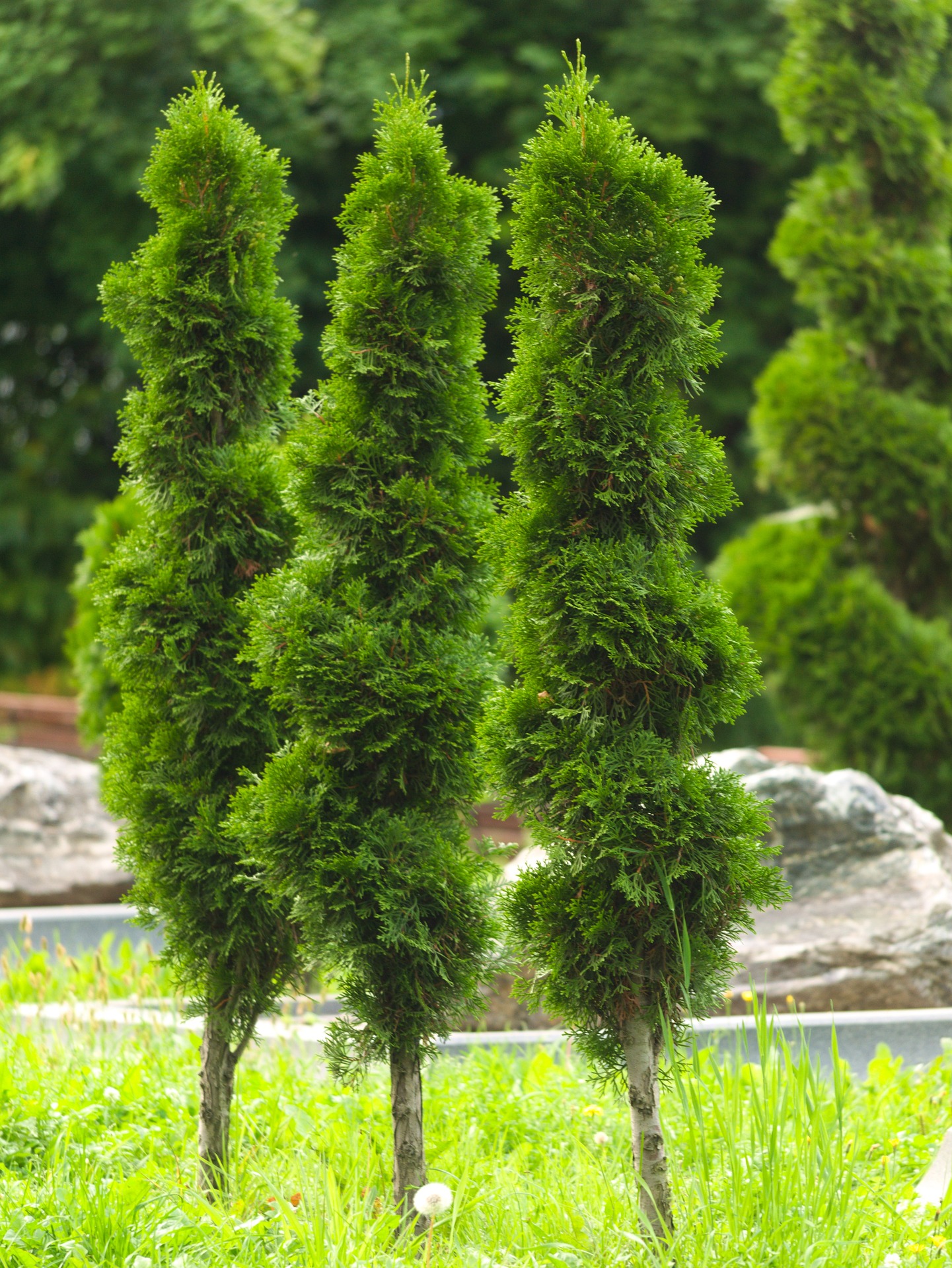 American Arborvitae