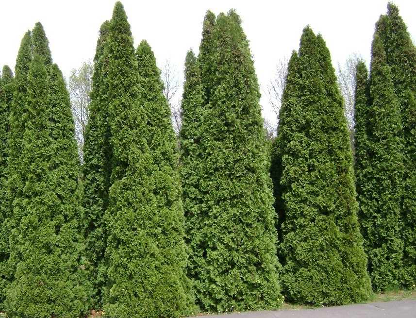 Green Giant Arborvitae