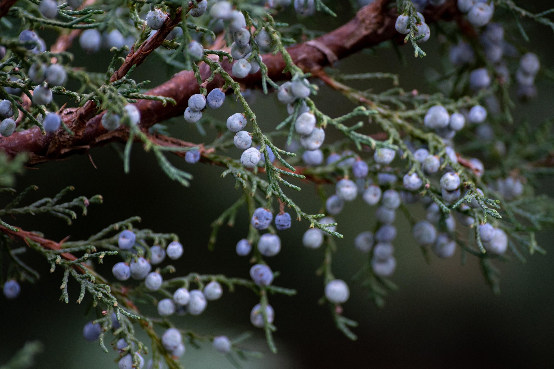 Wichita Blue Juniper