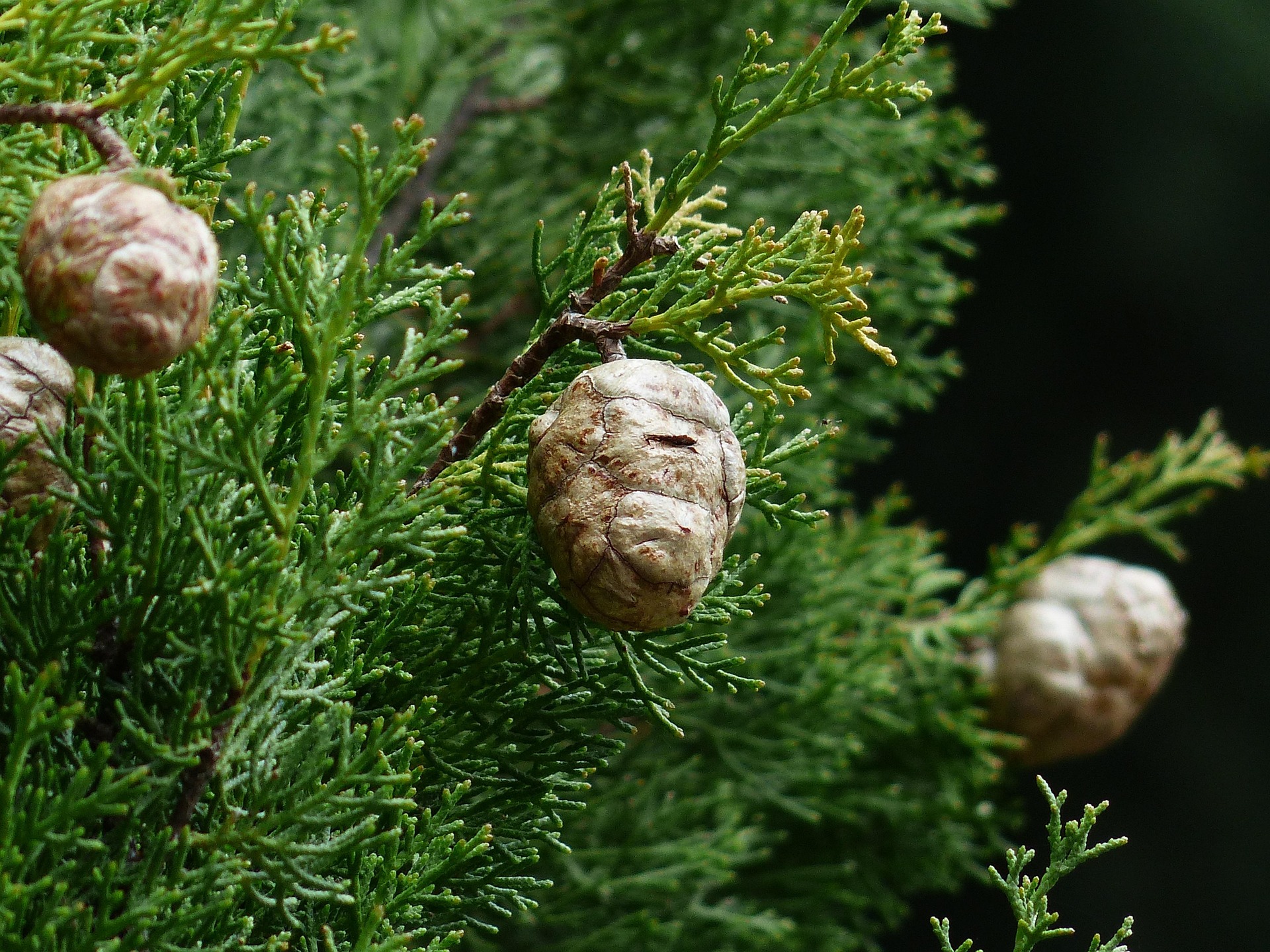Smooth Cypress