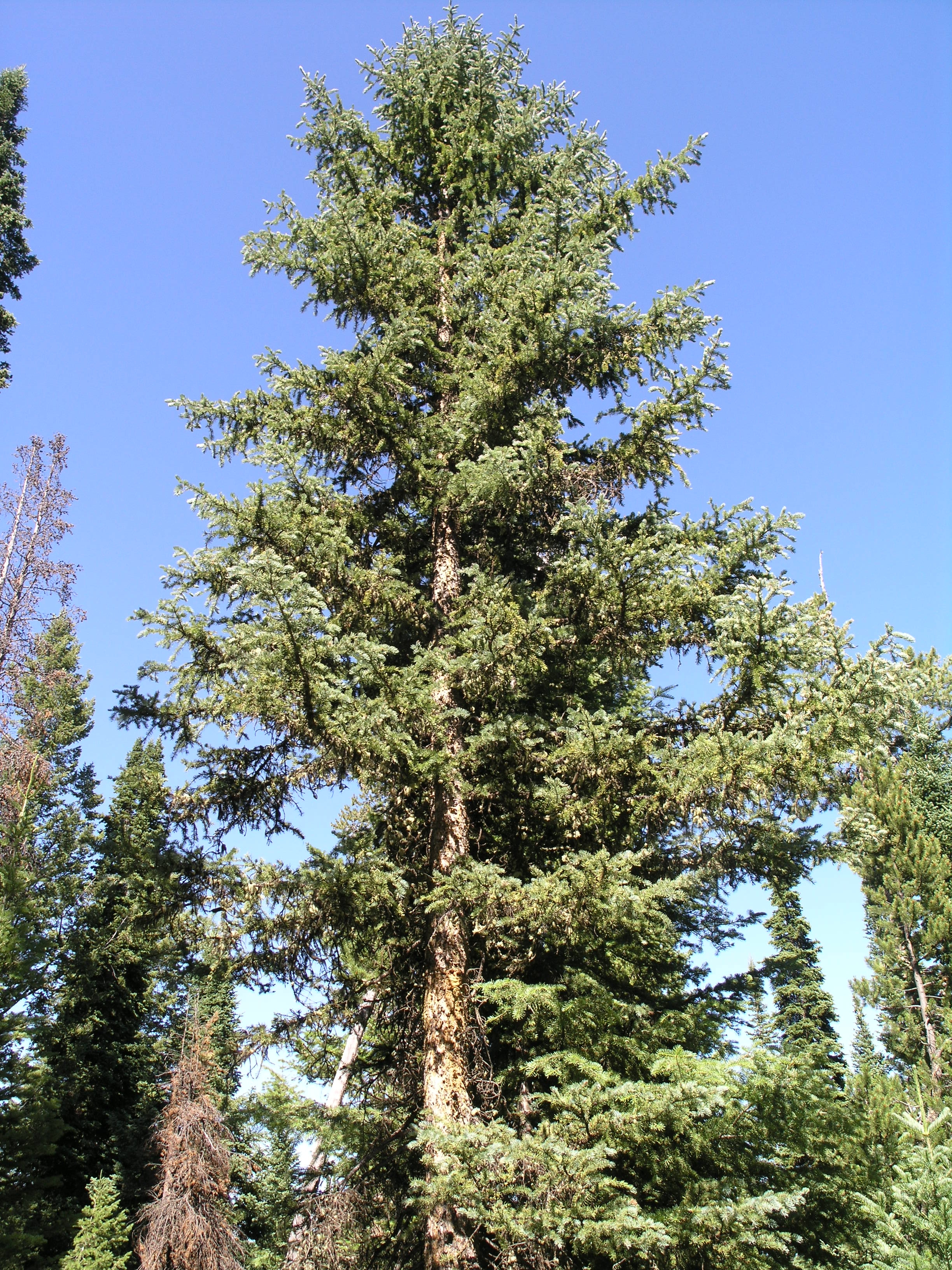 Engelmann Spruce