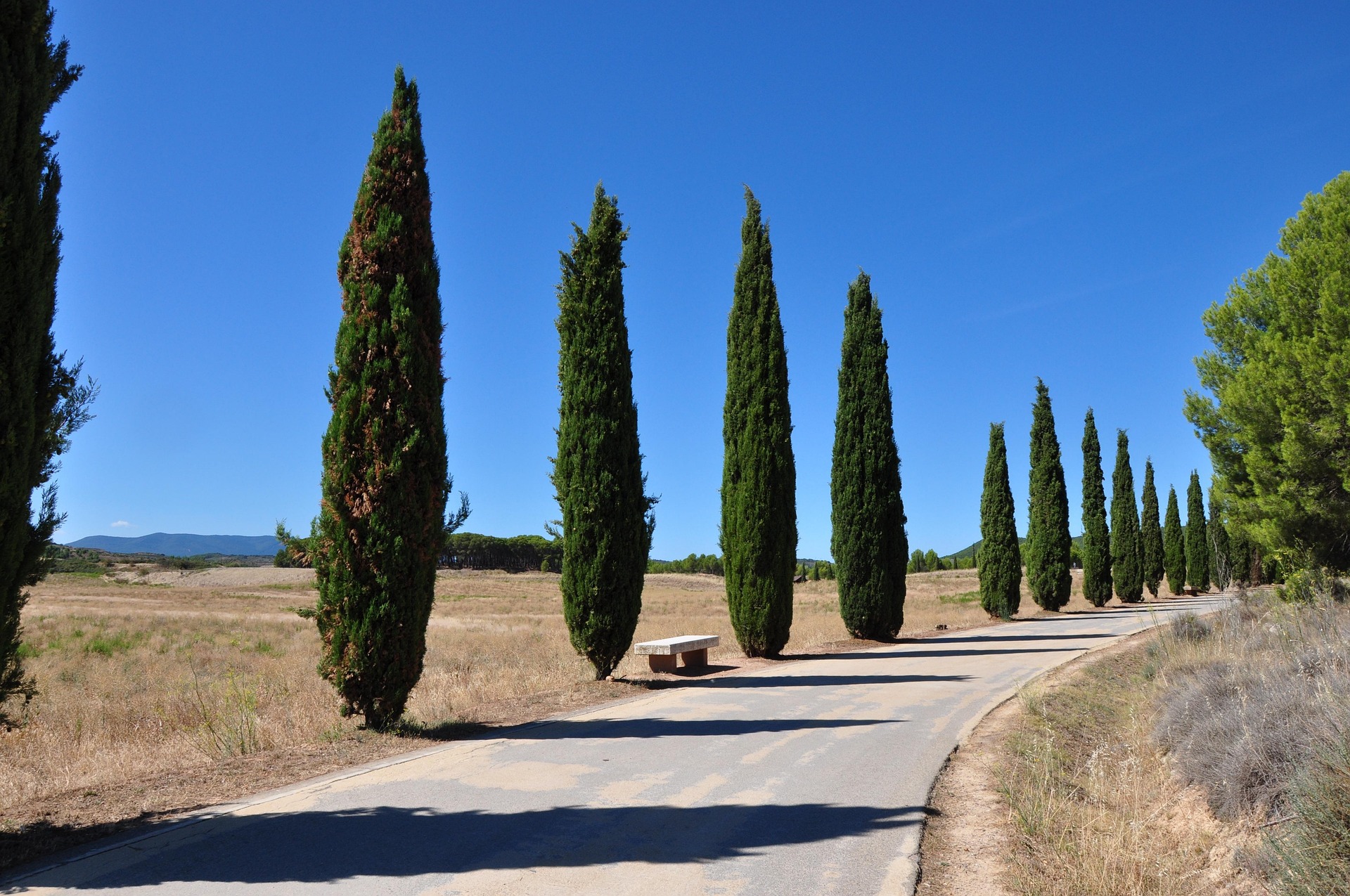 Italian Cypress