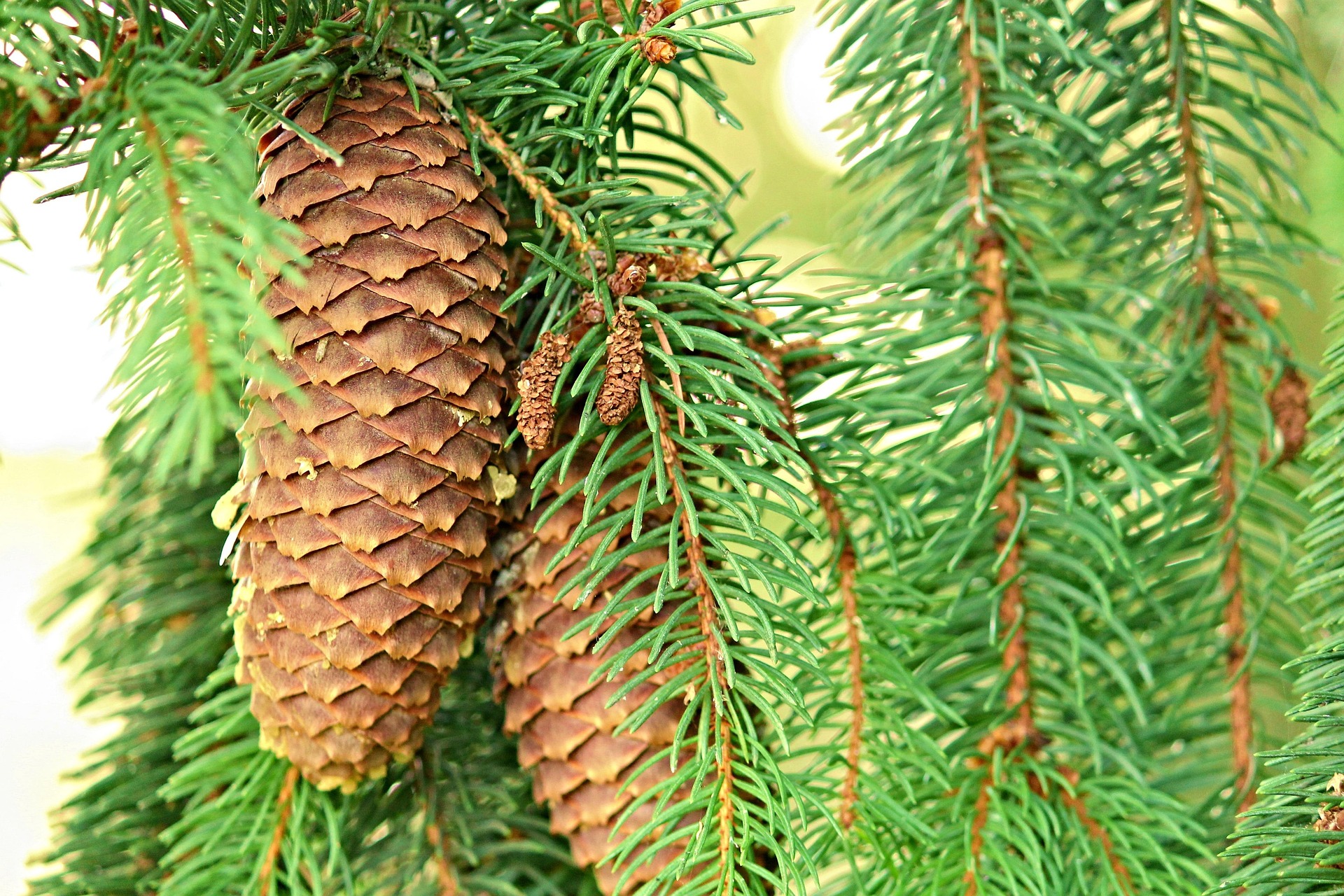 Sitka Spruce