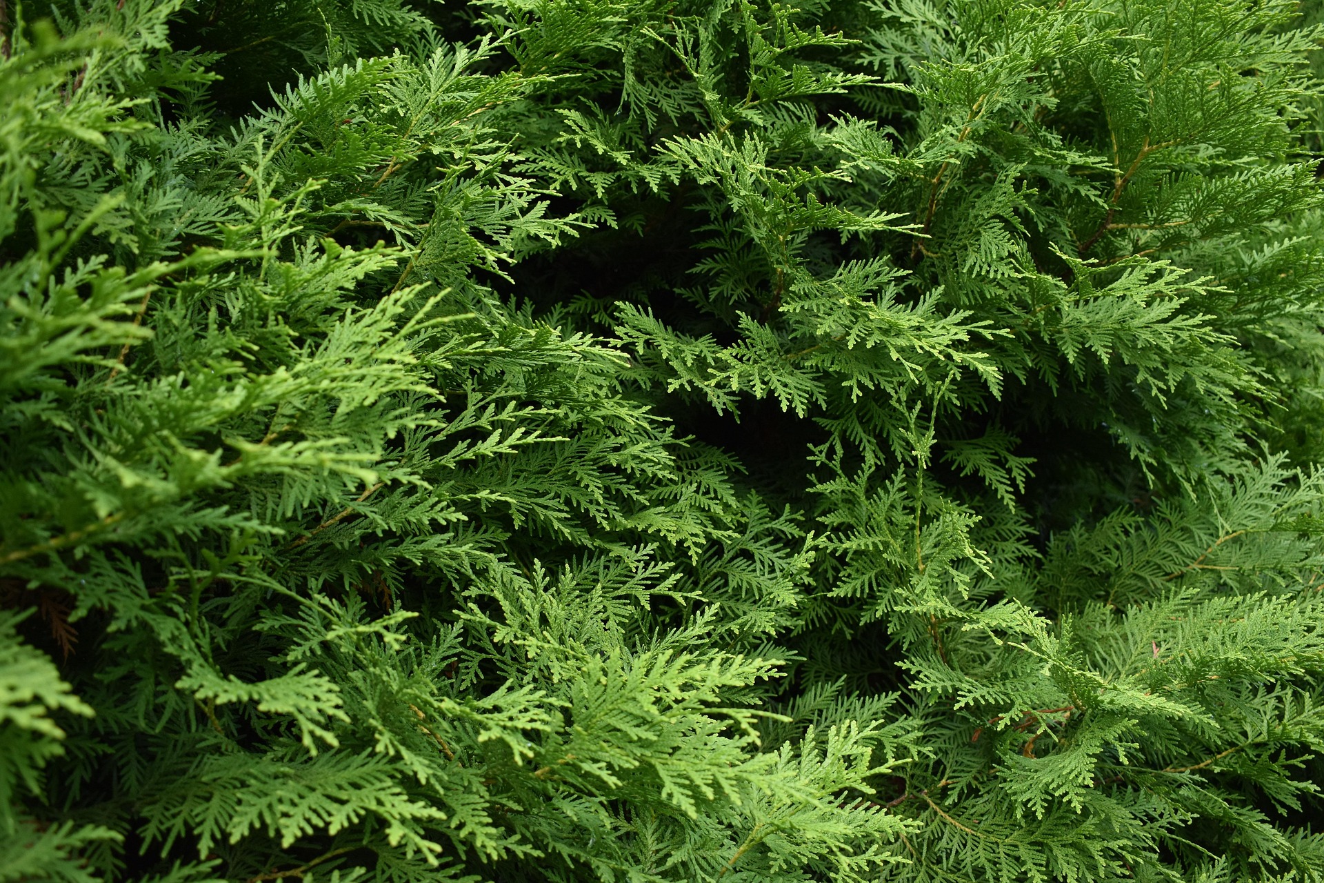 Emerald Arborvitae