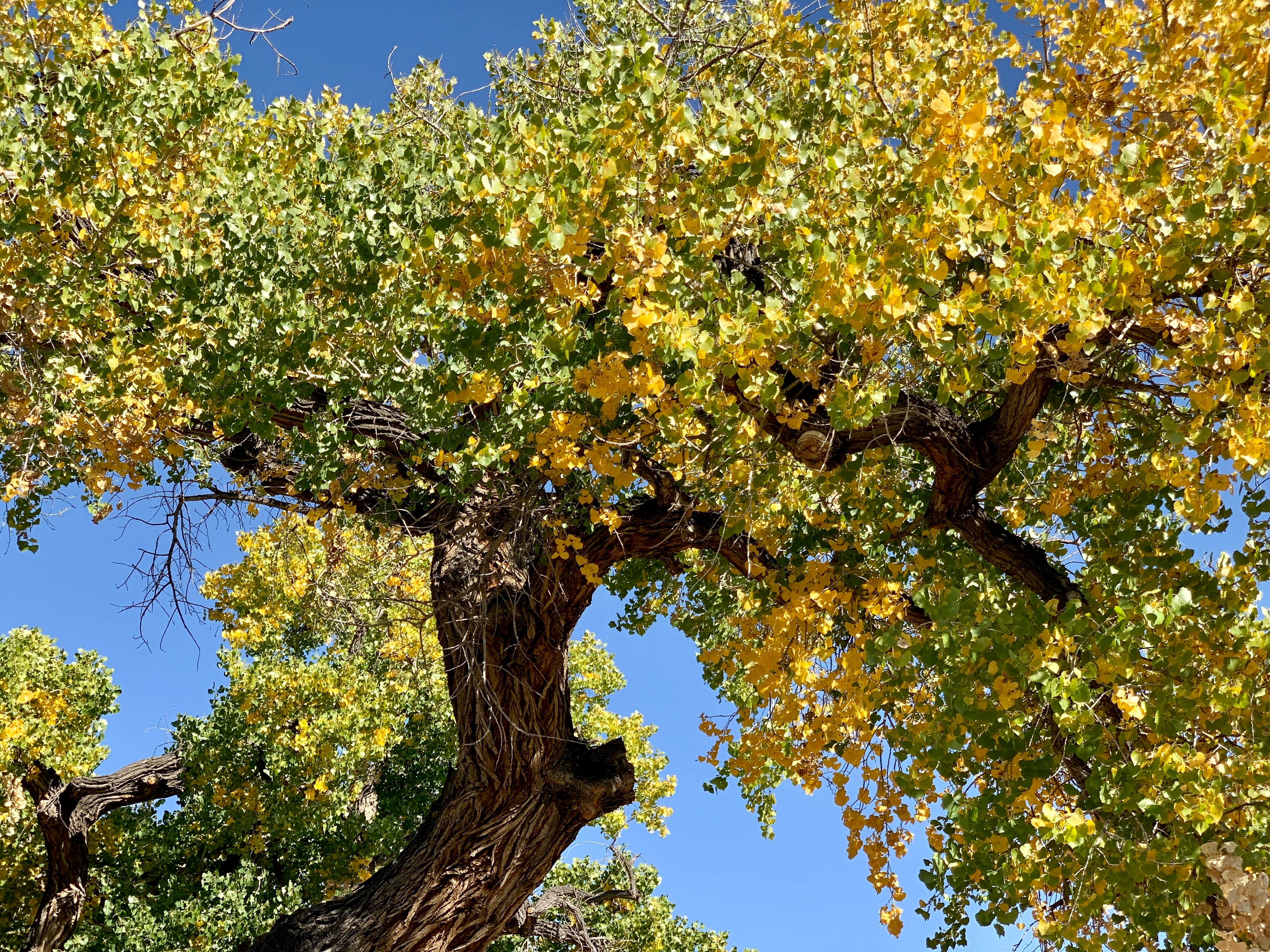 Valley Cottonwood (Wenzei)