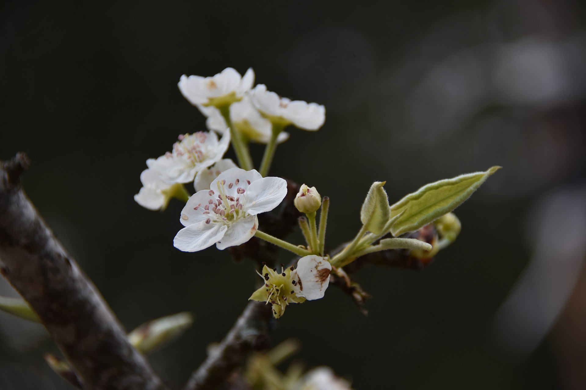 Bradford Pear