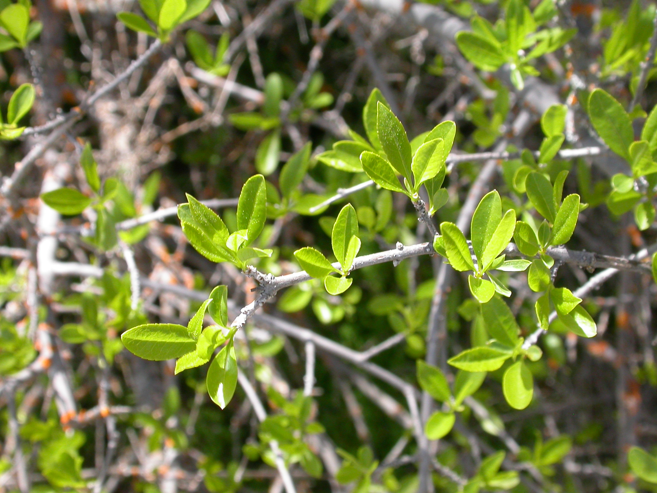 New Mexico Privet