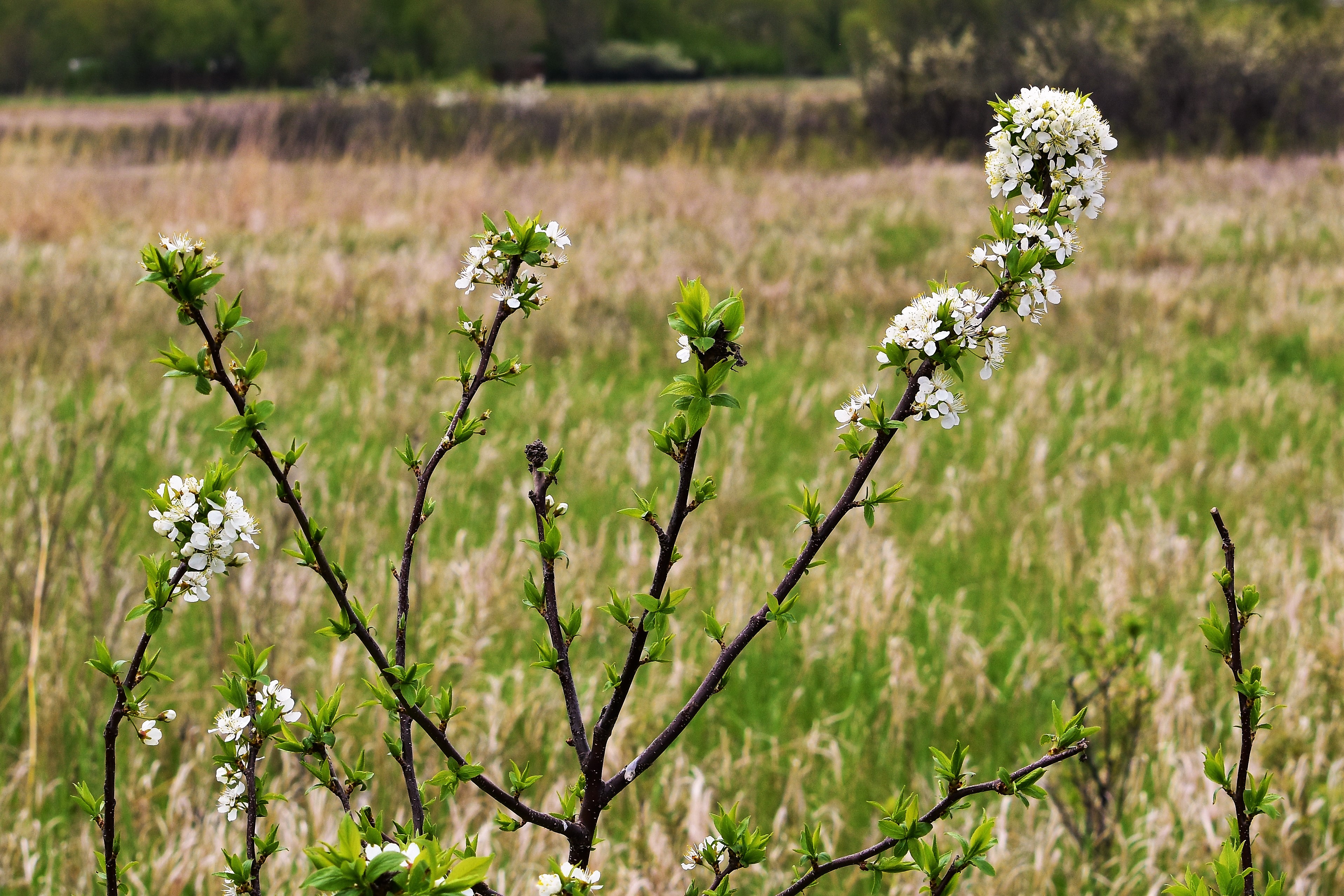 American Plum