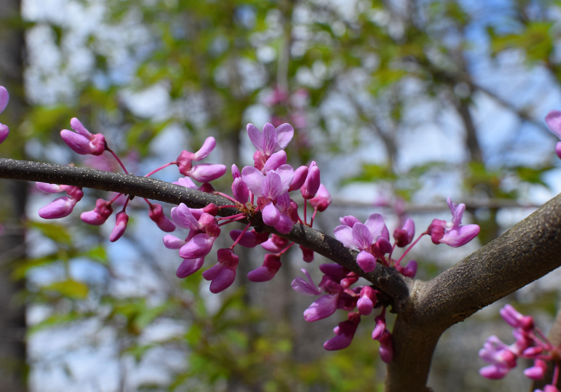 Mexican Redbud