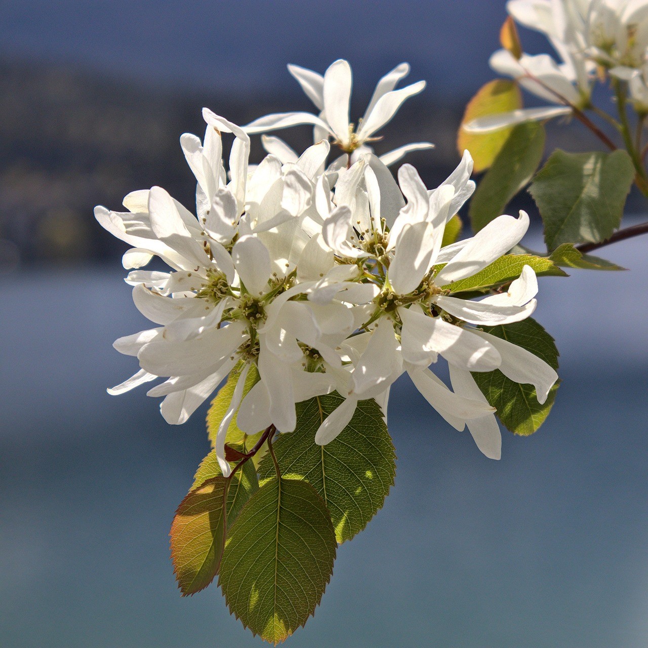 Autumn Brillance Serviceberry