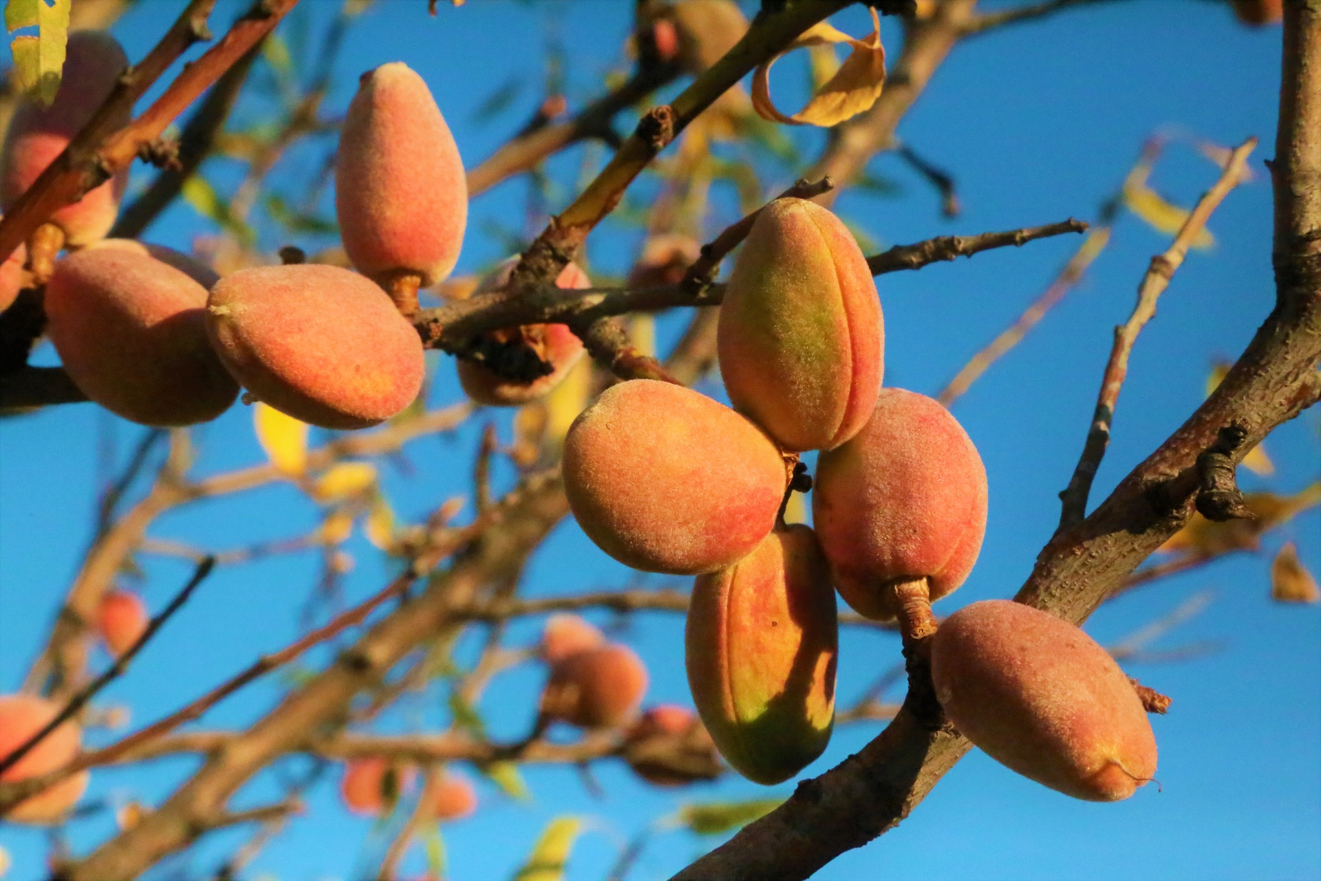 Bounty Almond