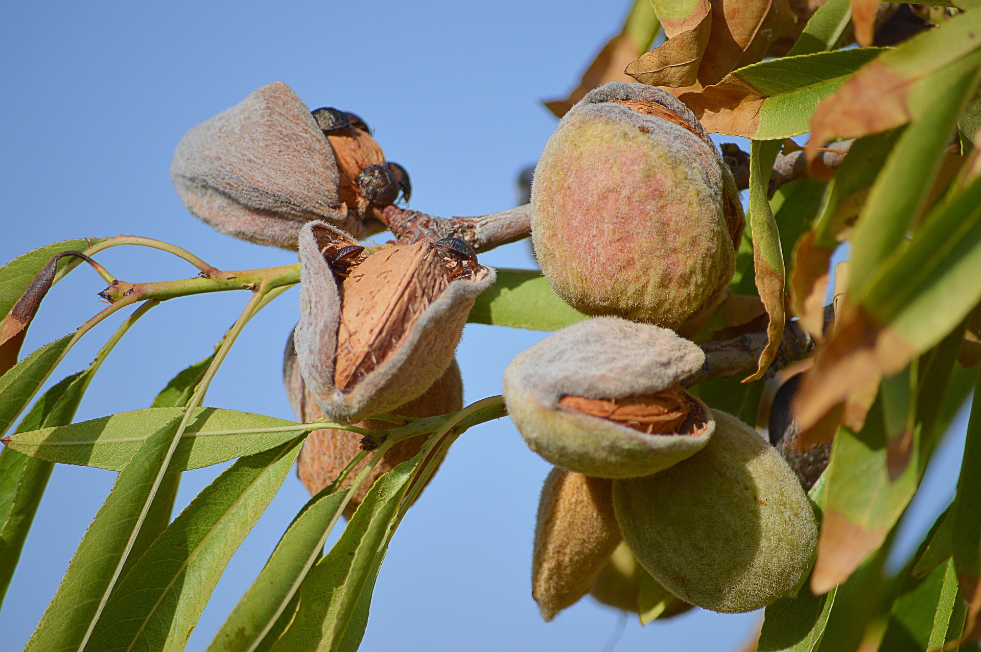 All-In-One Almond