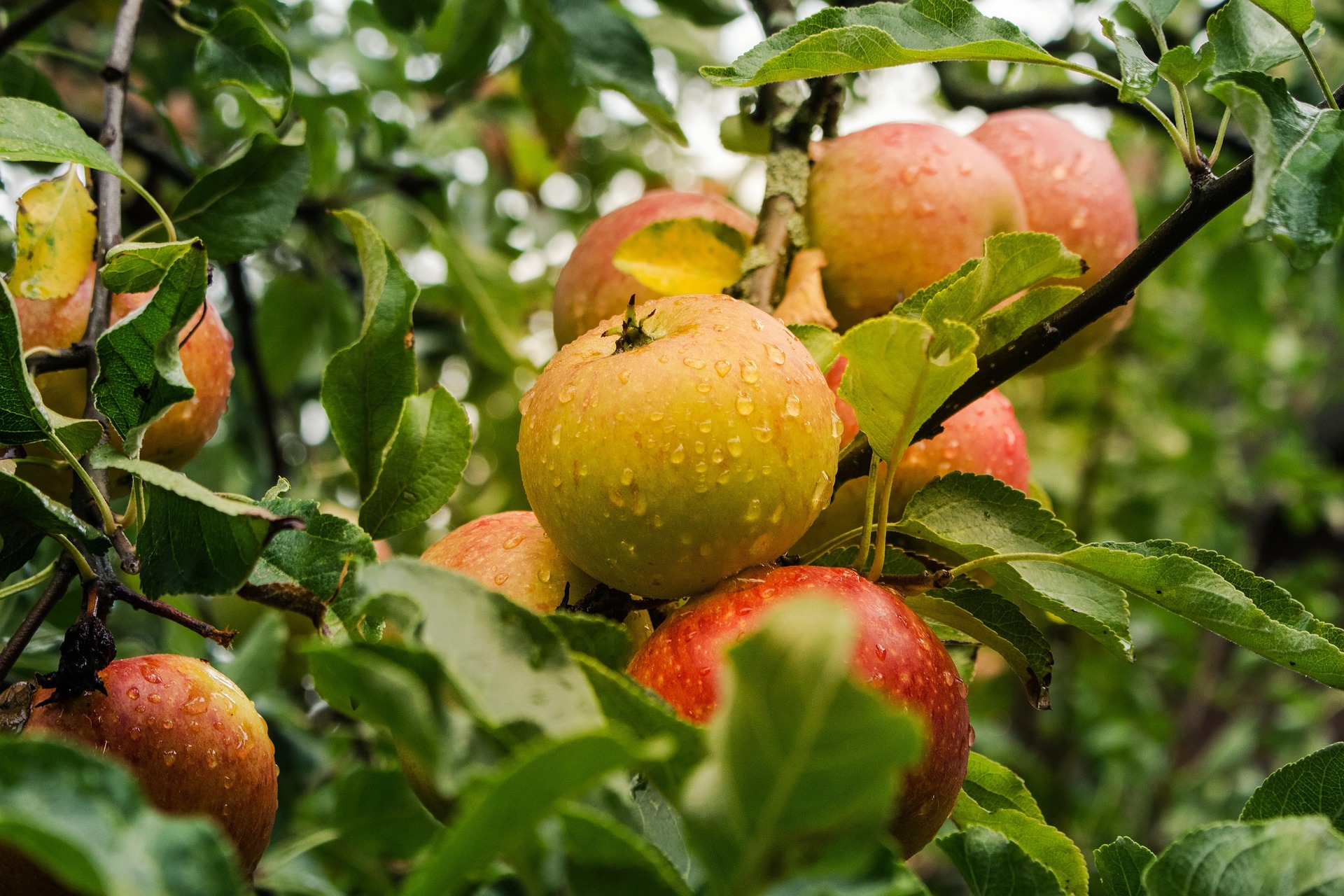 Honeycrisp Apple