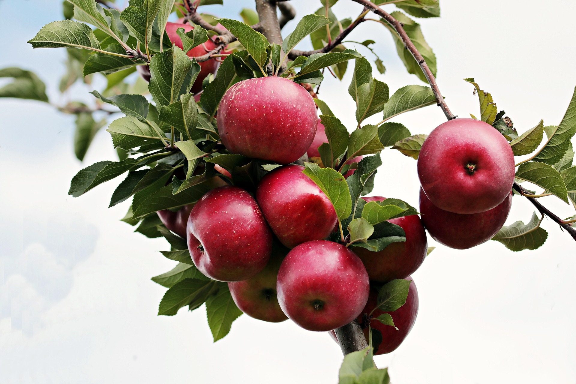 Fuji Apple