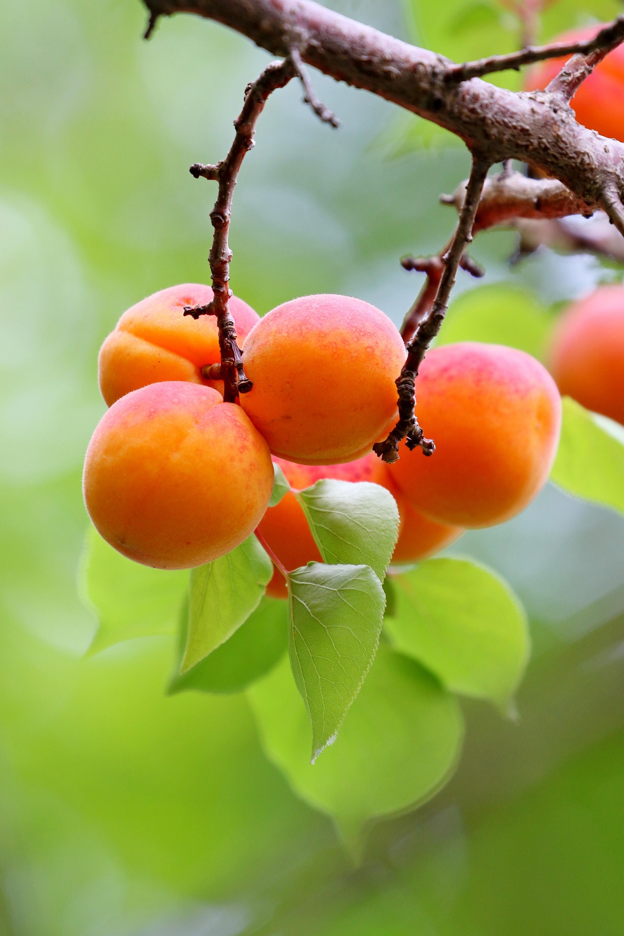 Tilton Apricot