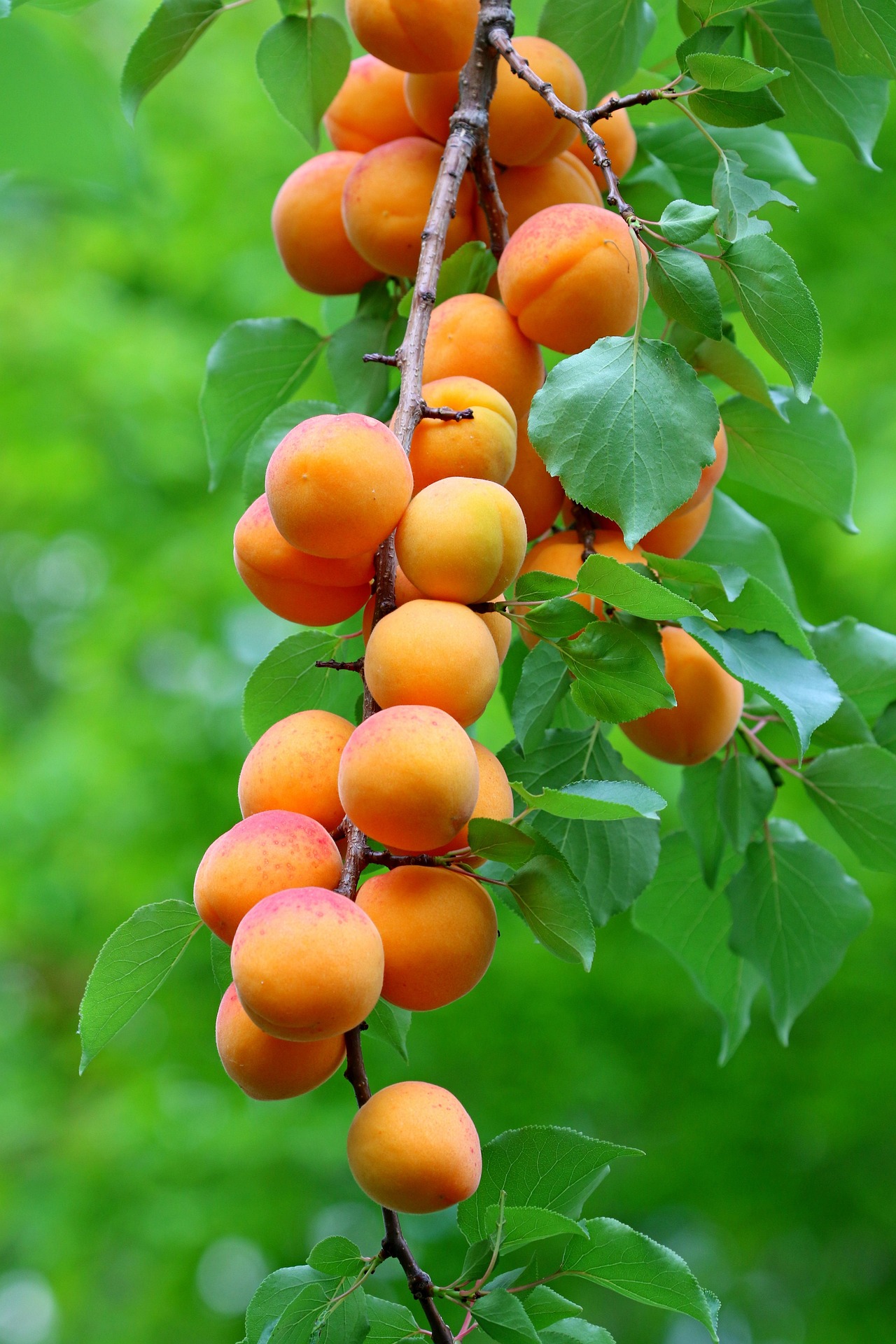 Surecrop Apricot