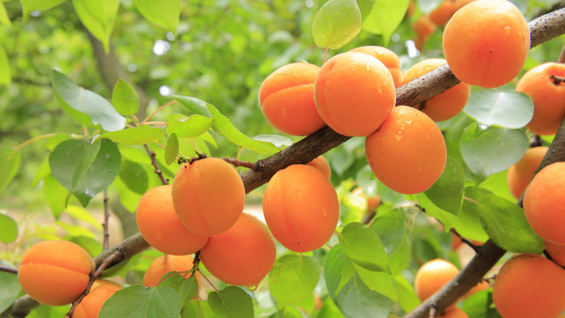 Blenhiem Apricot
