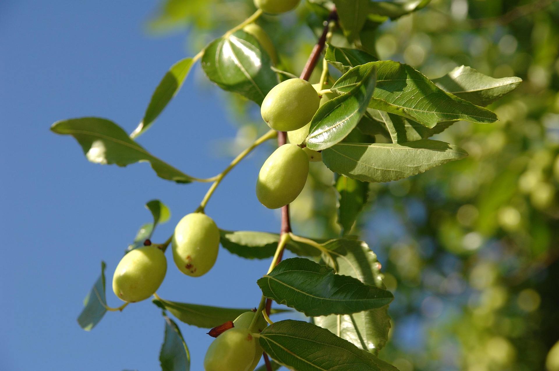 JuJubes (Chinese Date)