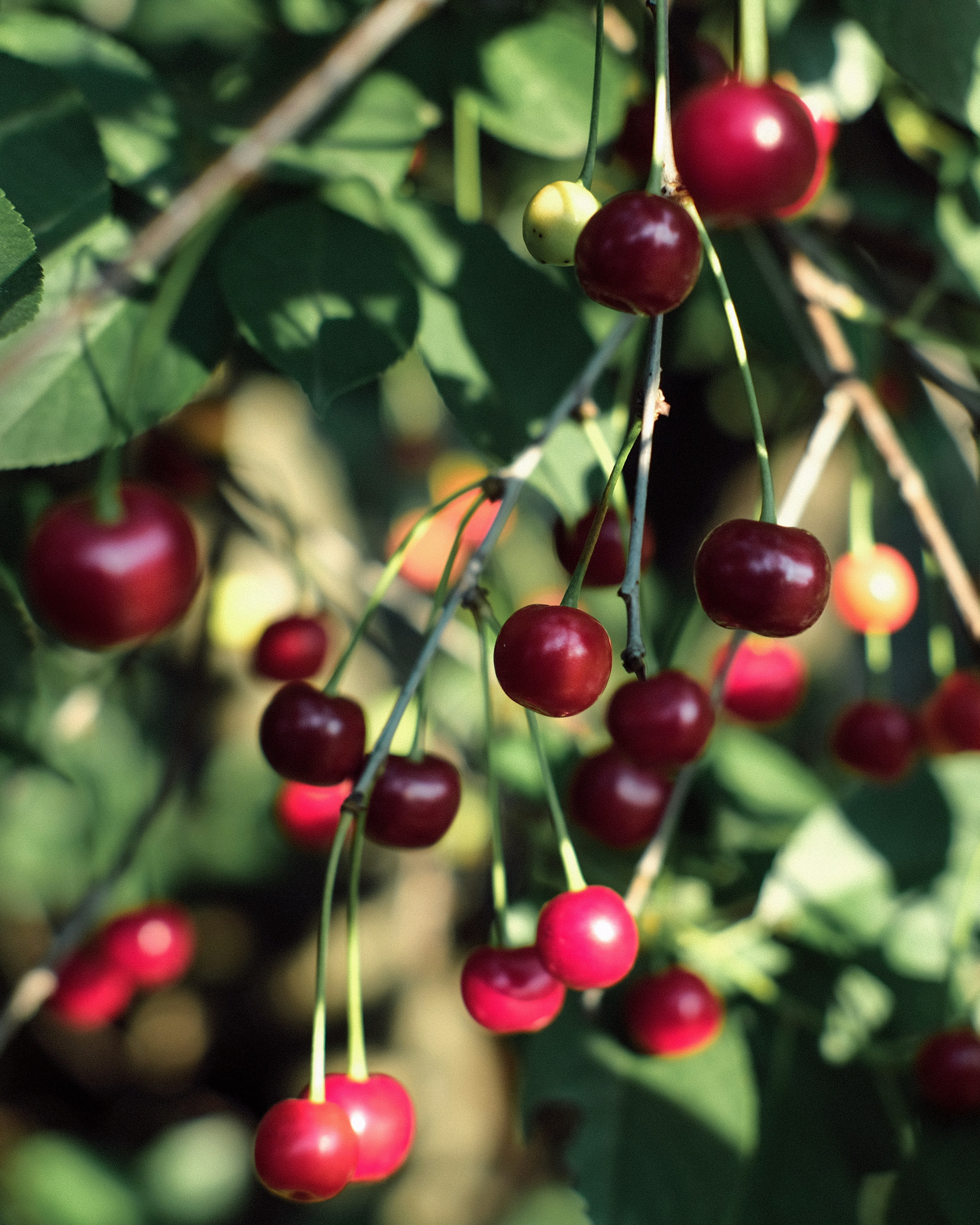 Monmorency Cherry