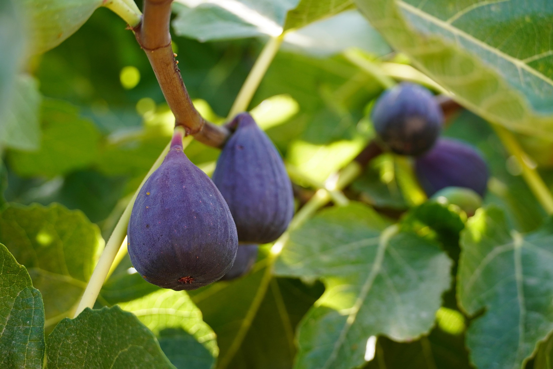 Celeste Fig