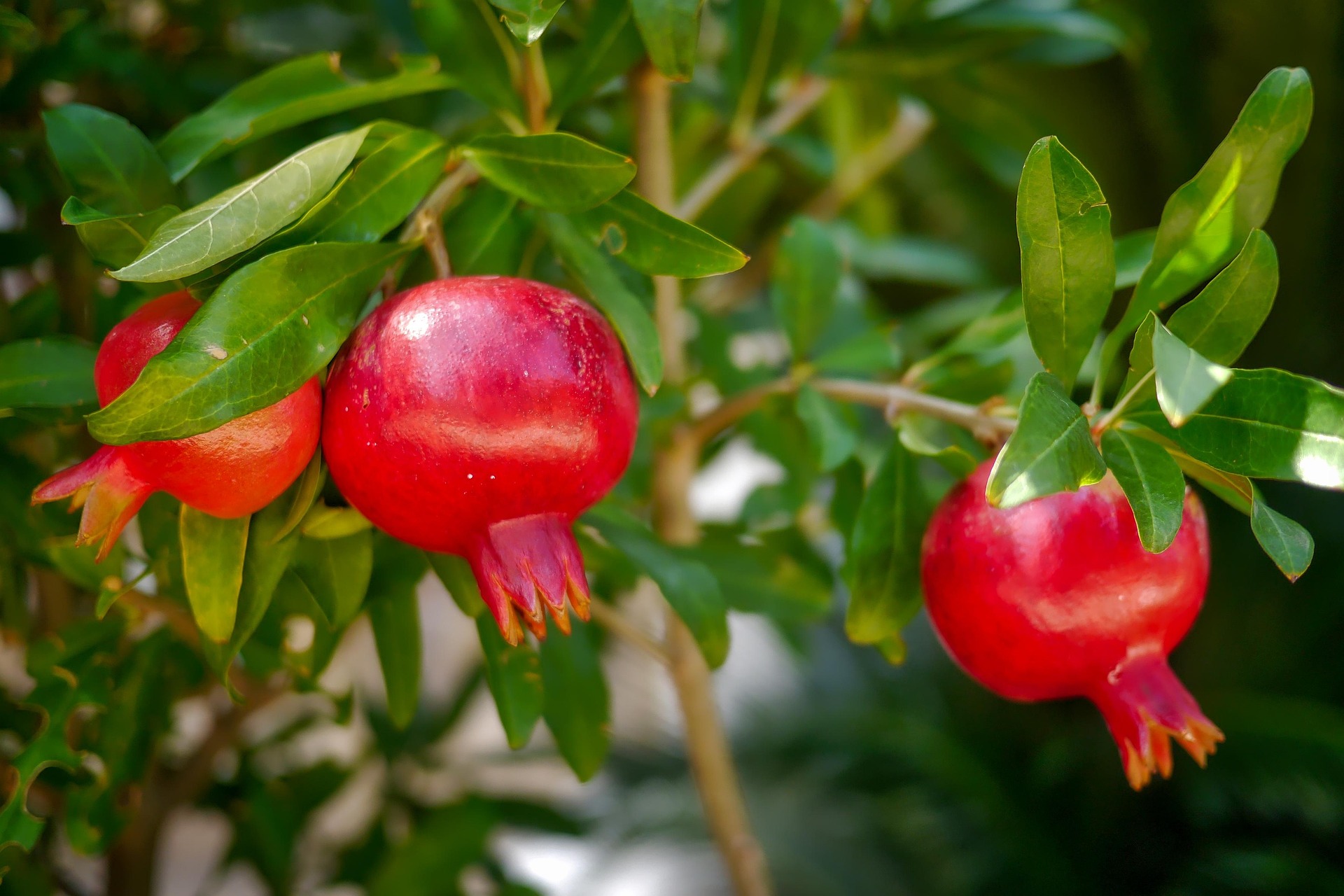 Russain 26 Pomegranates