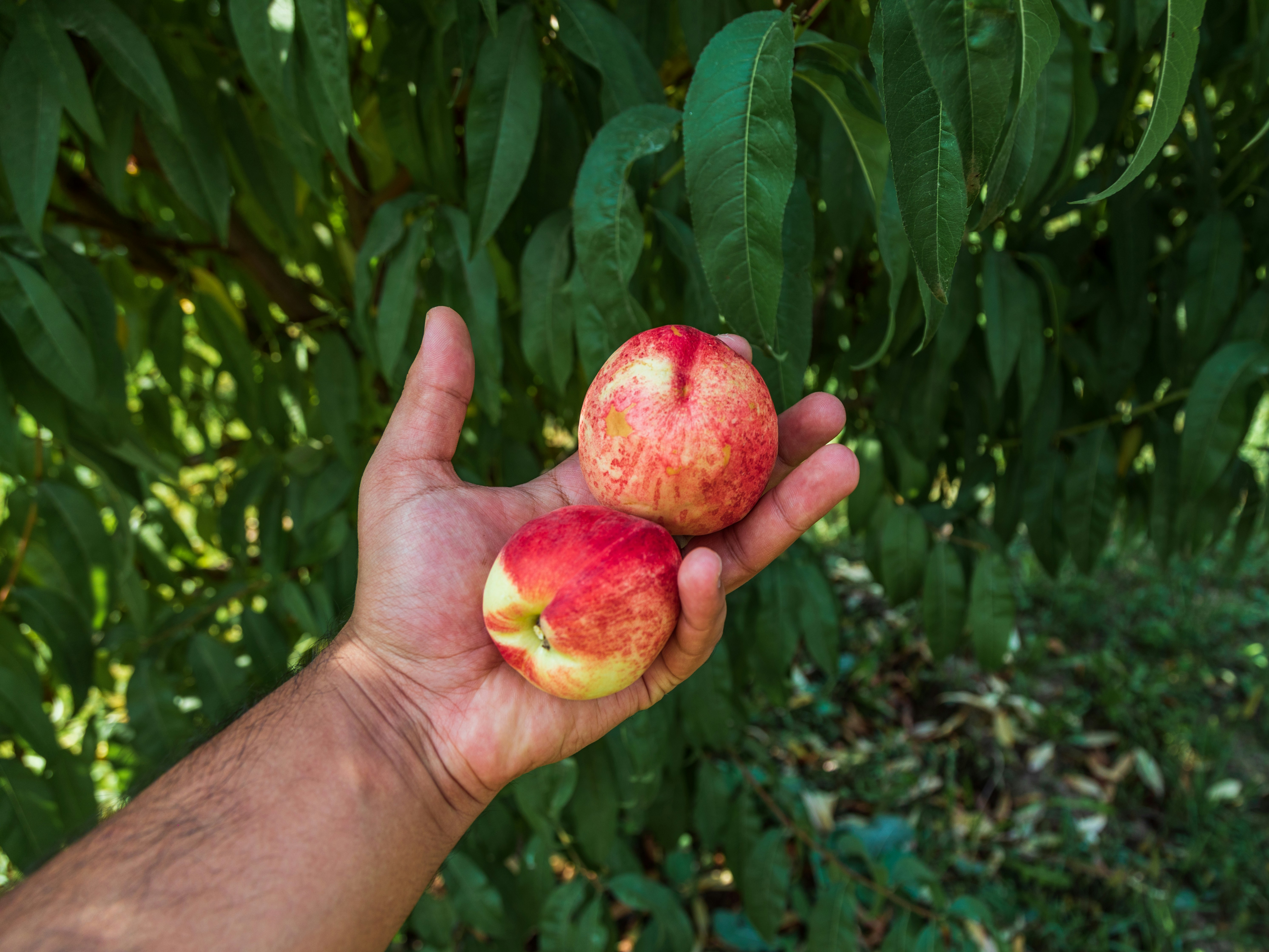 Artic Star Nectarine
