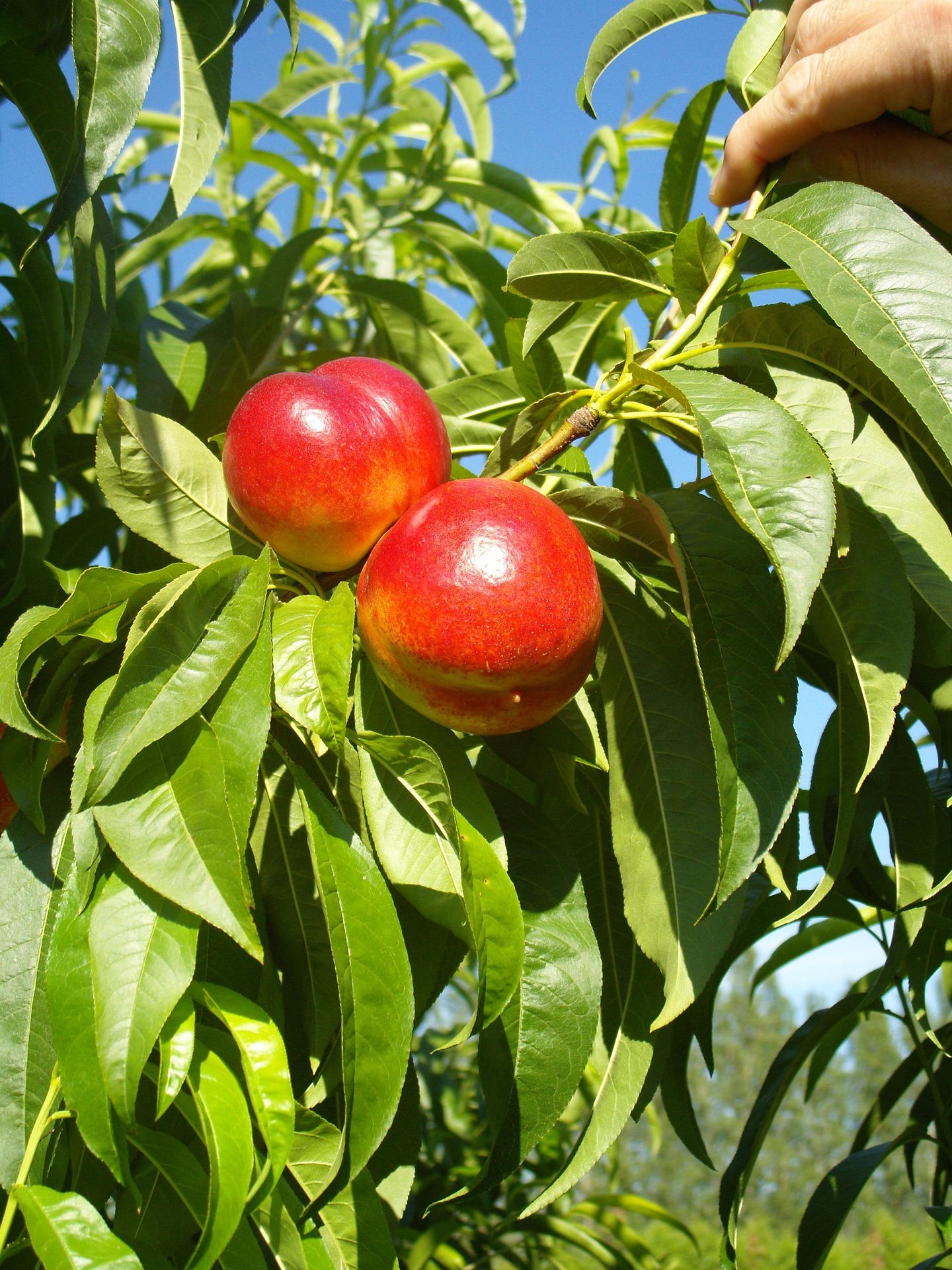Fantasia Nectarine
