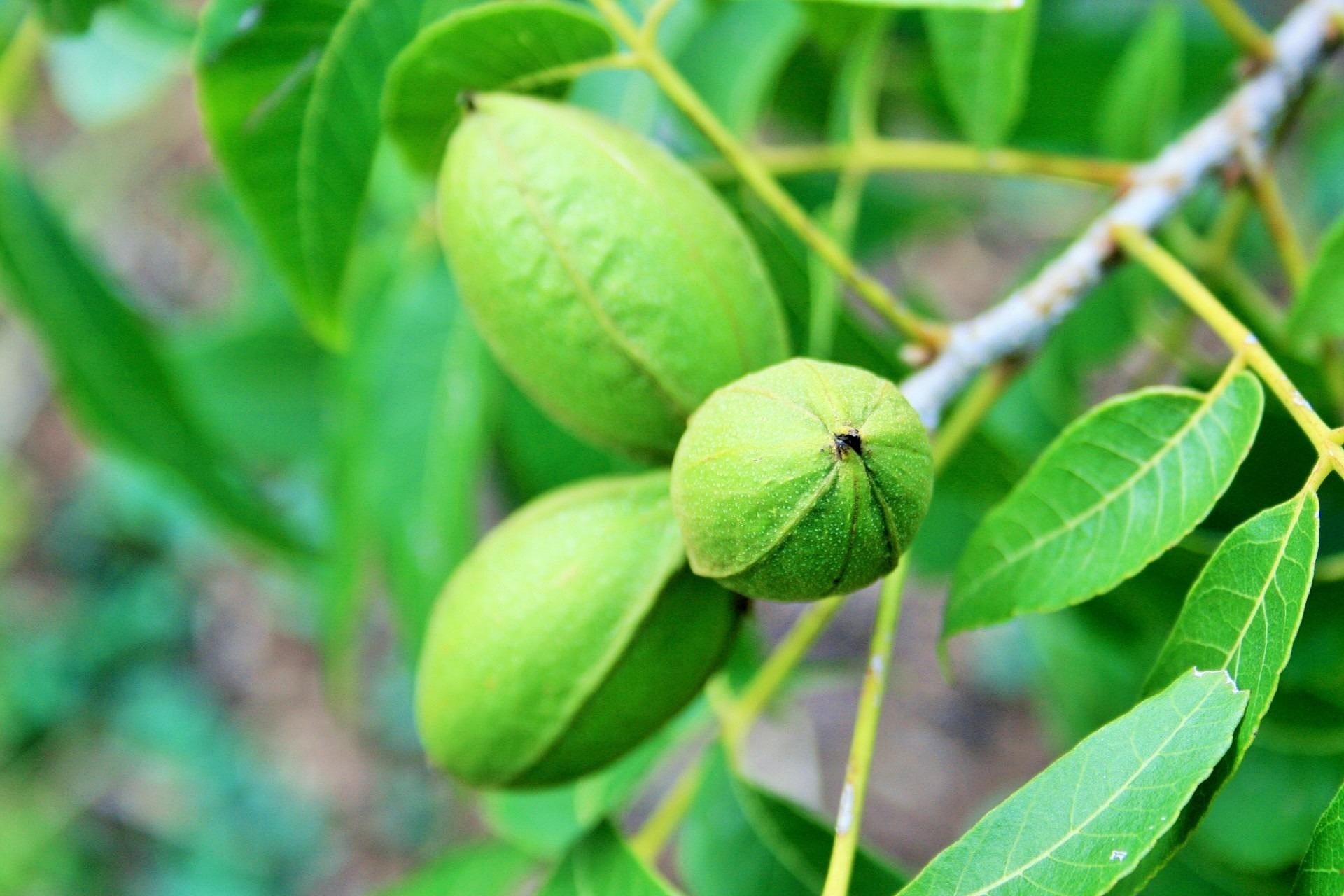 Western Schley Pecans