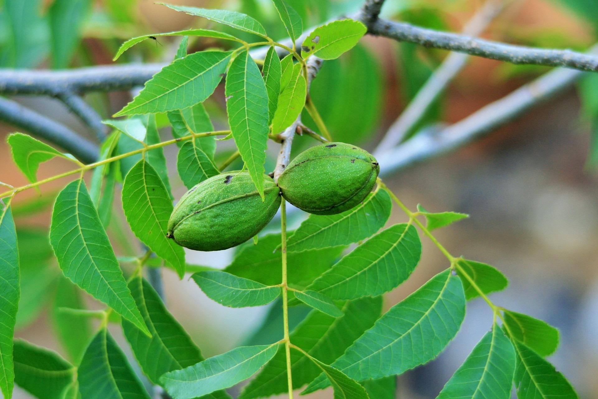 Wichita Pecan