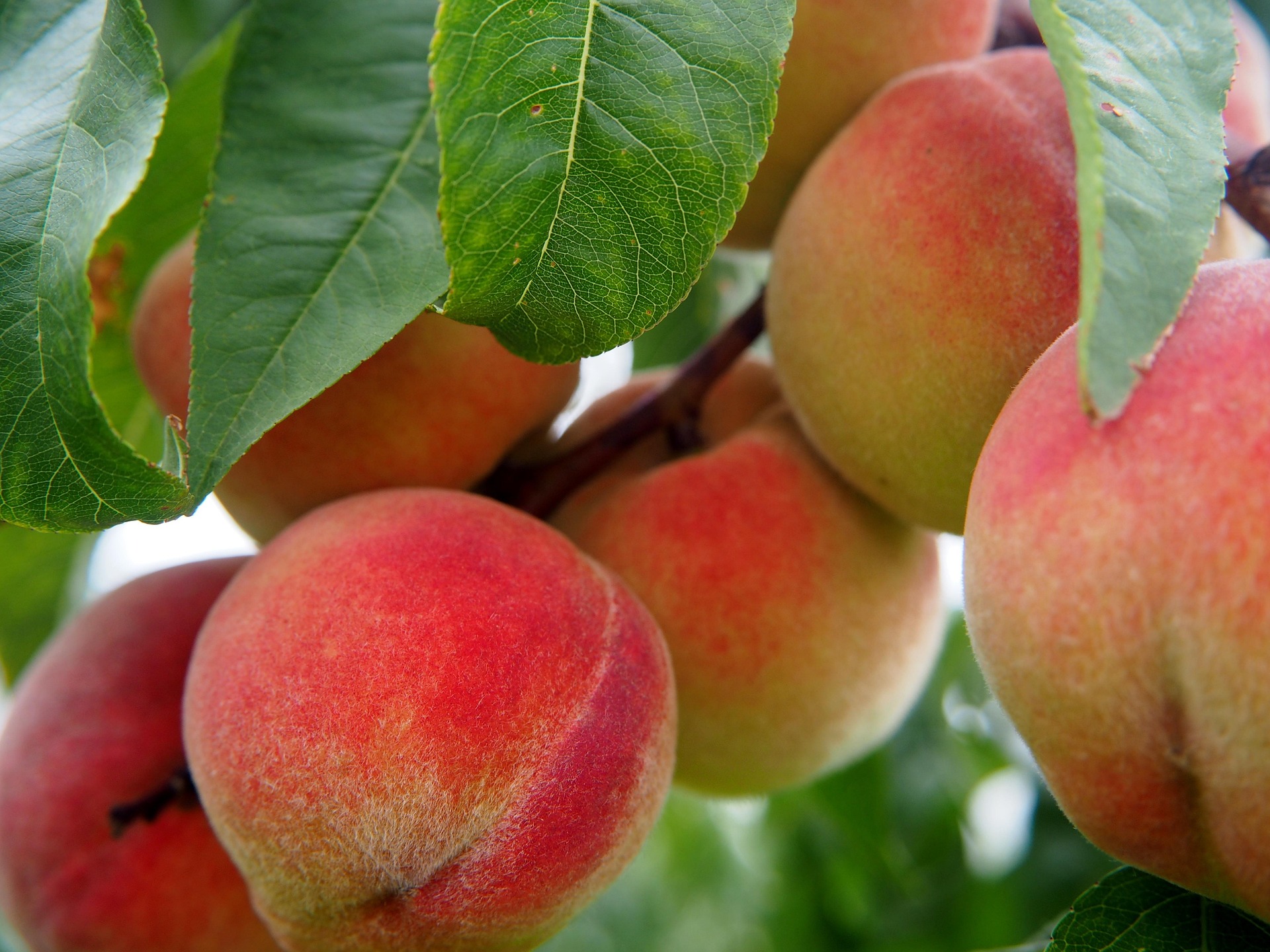 Elberta Peach