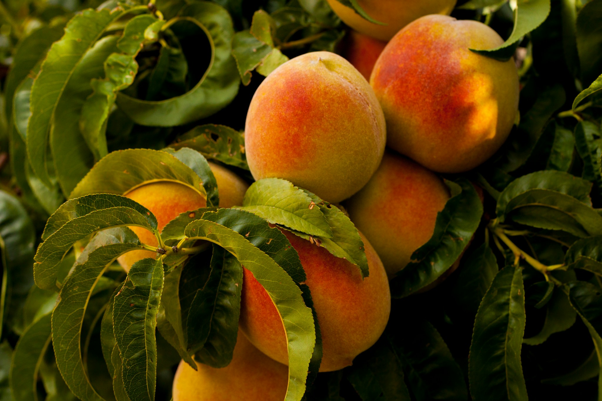 Contender Peach