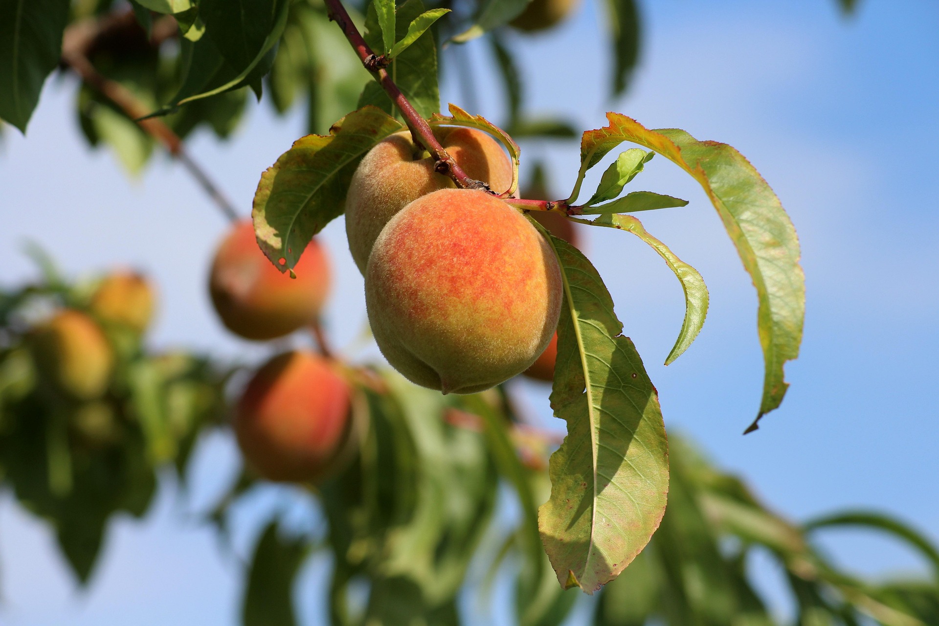 Redhaven Peach