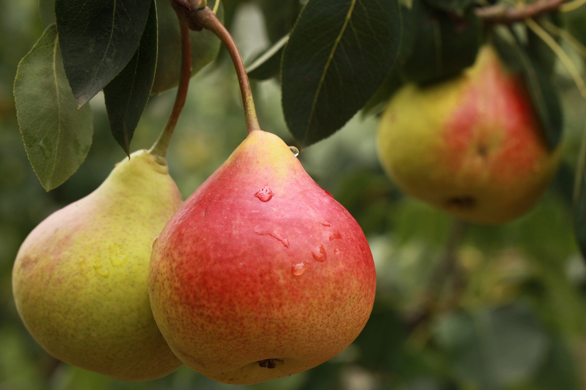 Bartlett Pear