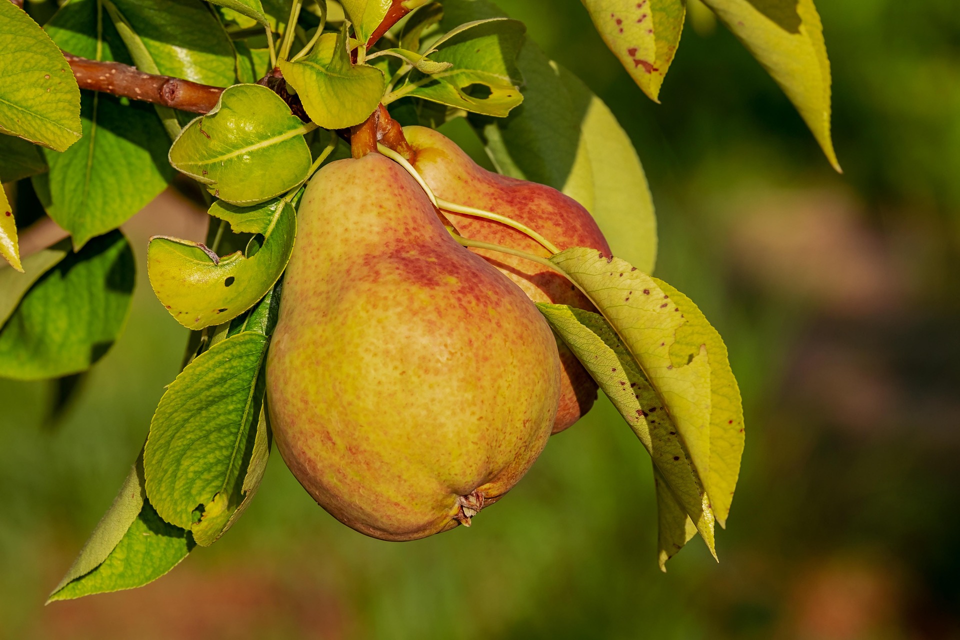 D'Anjou Pear