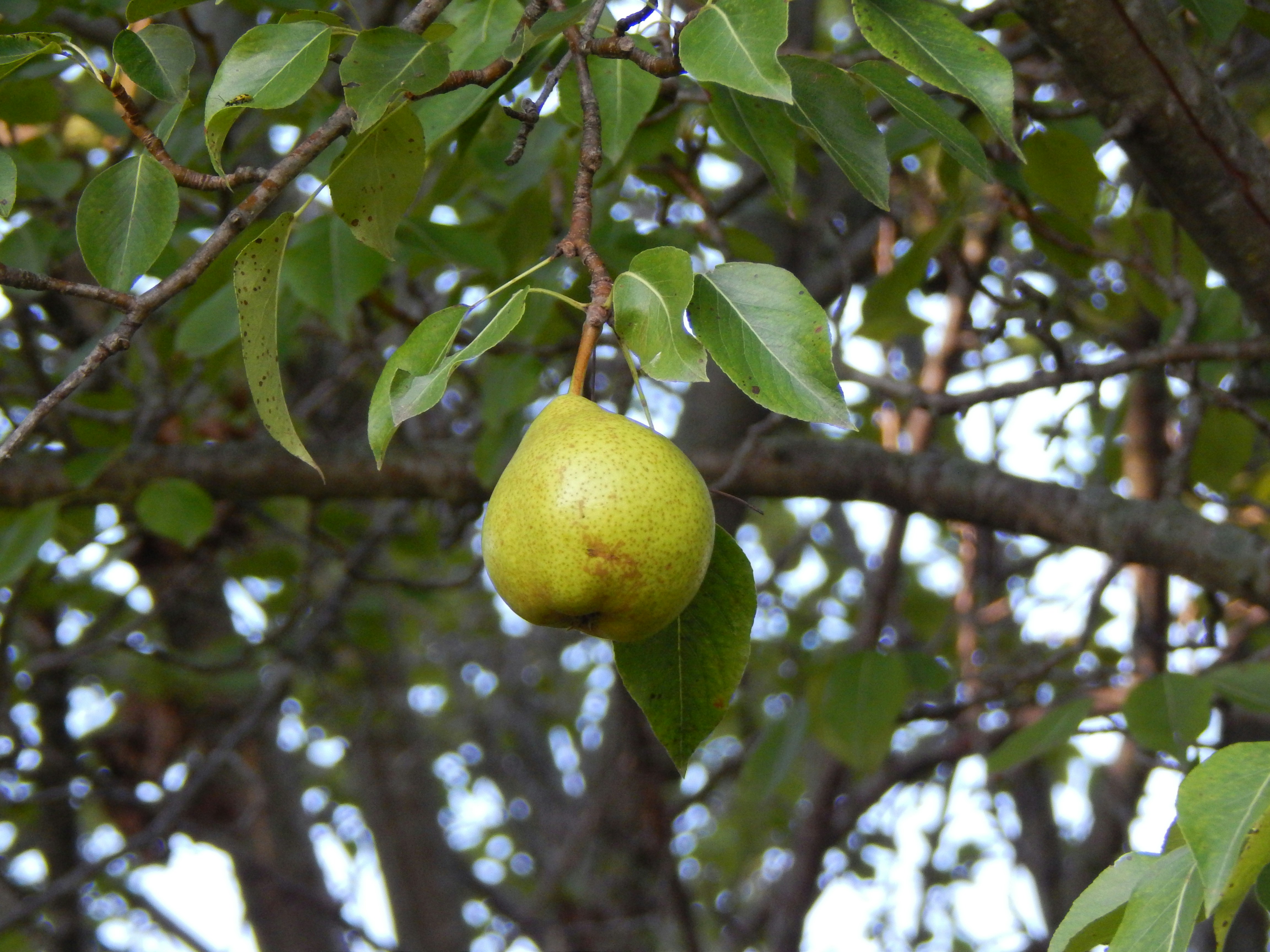 Kieffer Pear