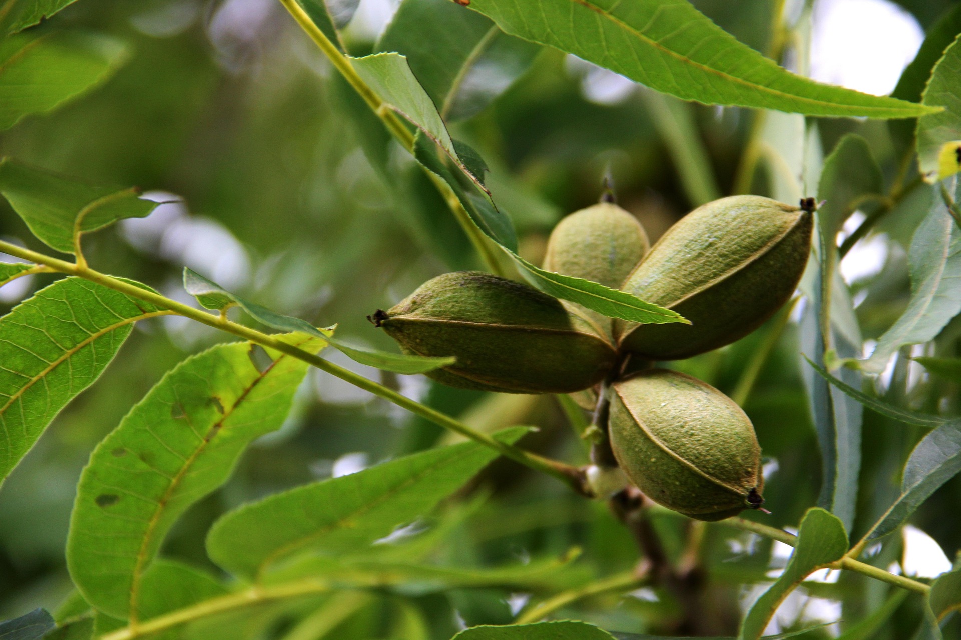 Cheyenne Pecan