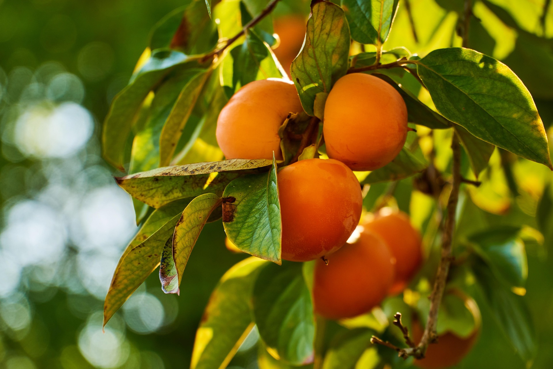 Persimmons