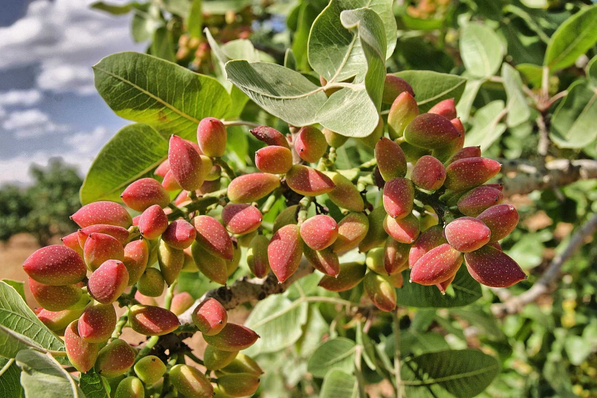 Kaleh Ghouchi Pistachios