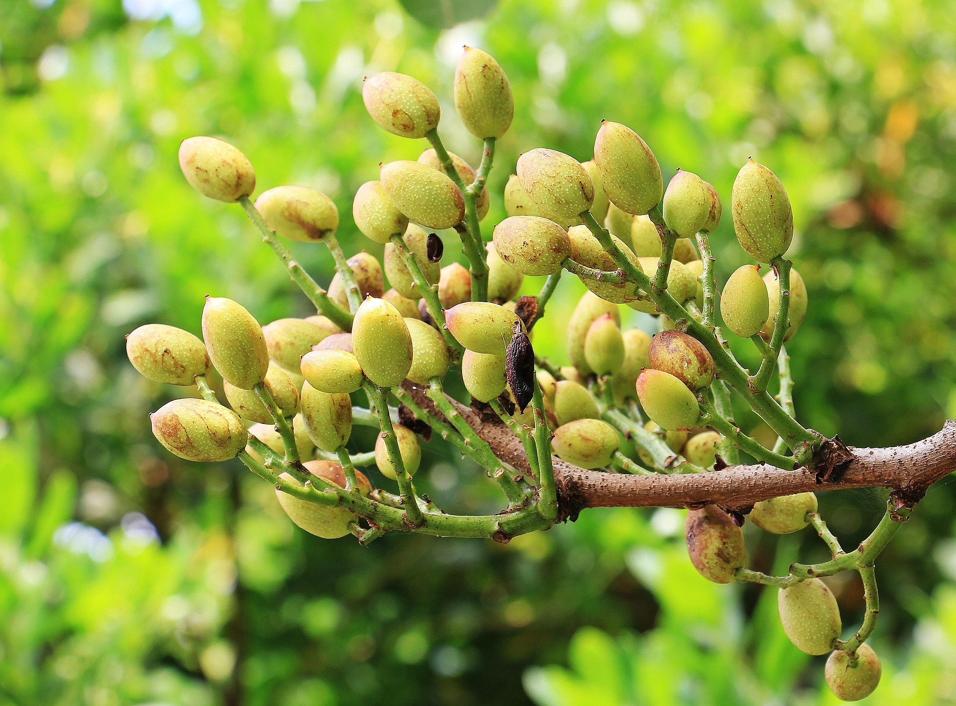 Kerman Pistachios
