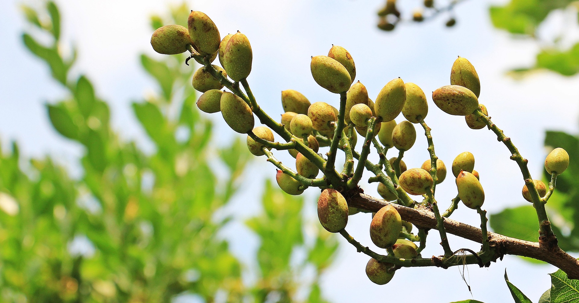 Peters Pistachios