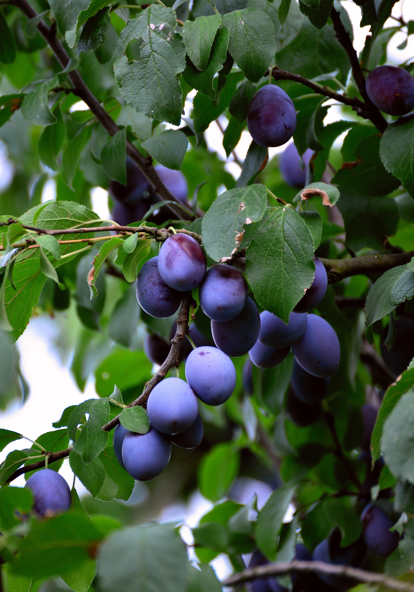 Stanley Plum