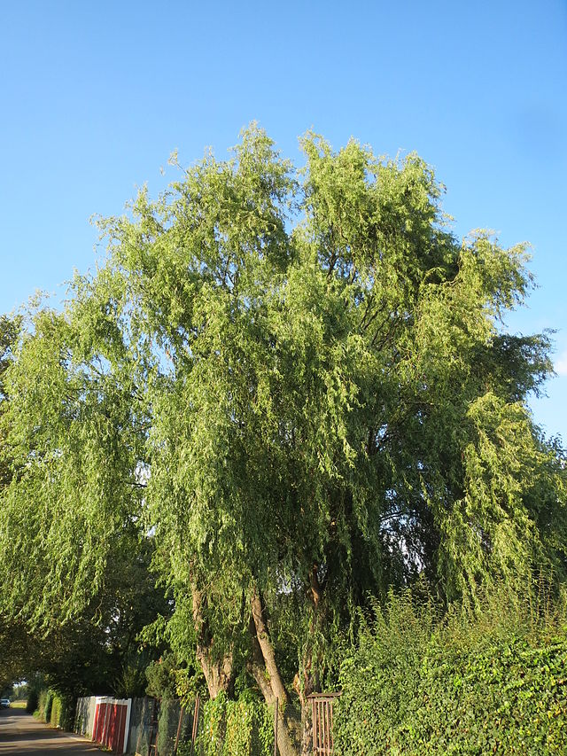 Globe Willow