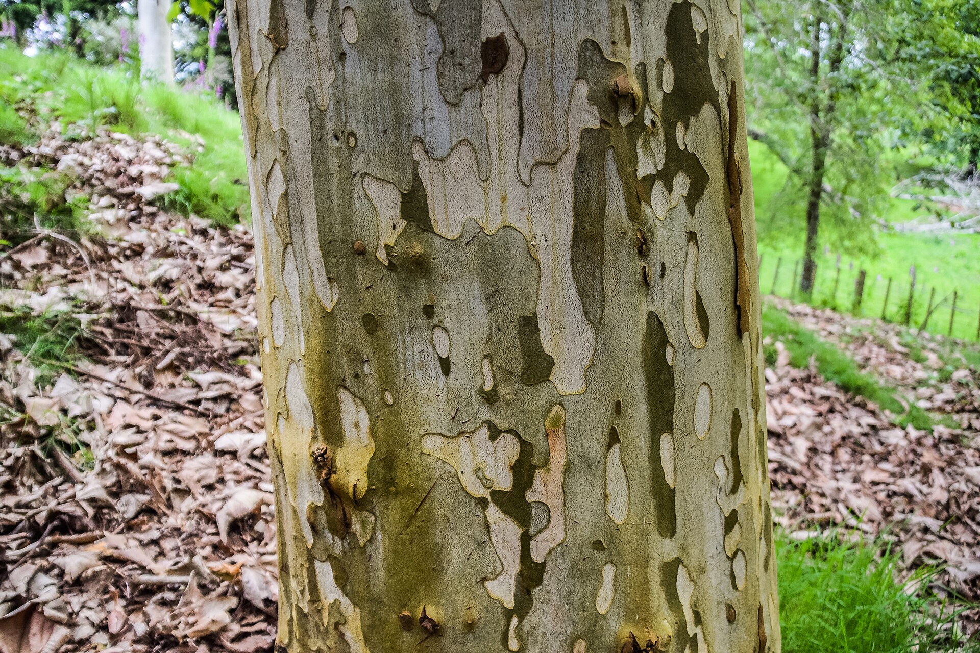 Mexican Sycamore