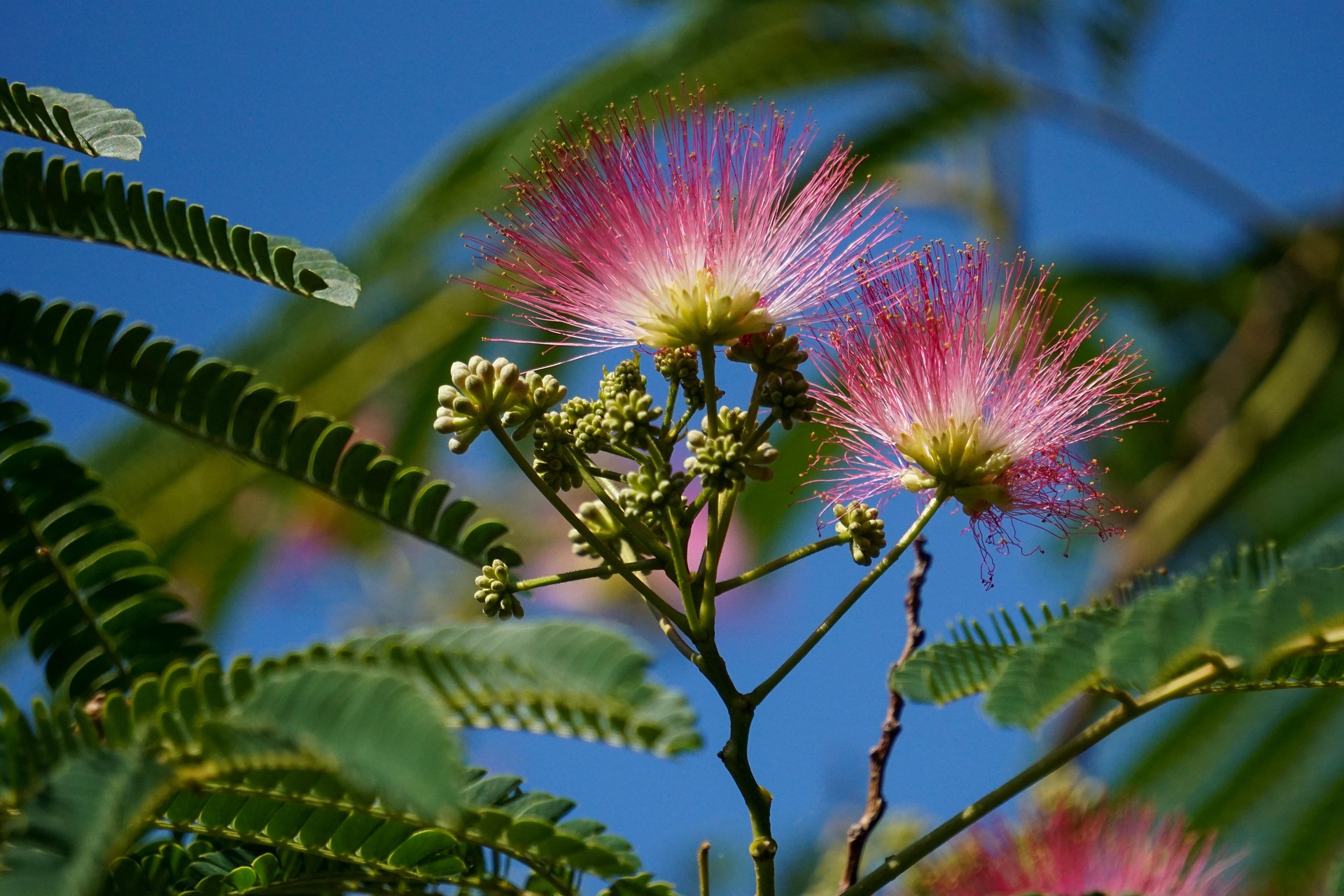 Mimosa