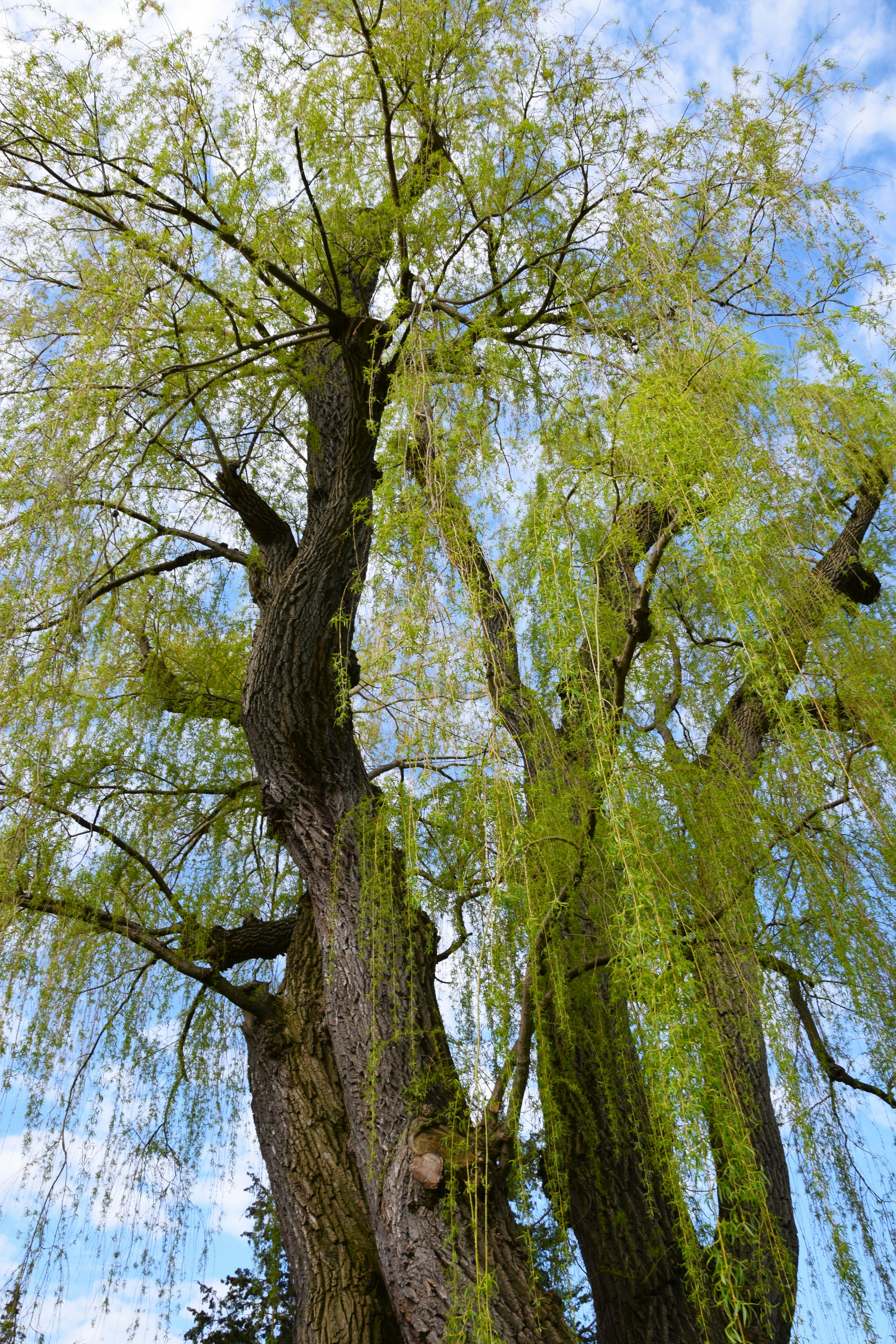 Weeping Willow