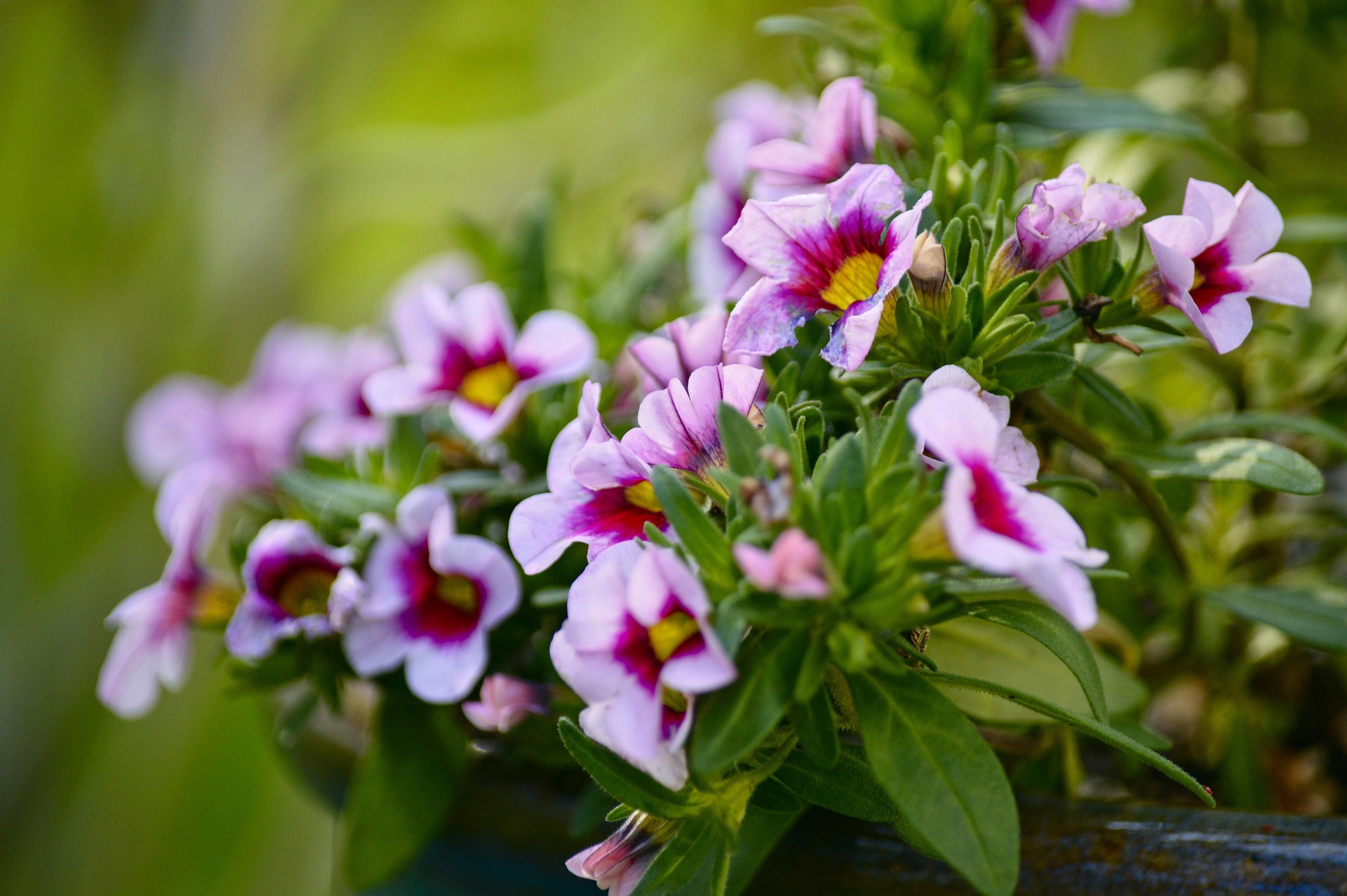 Calibrachoa