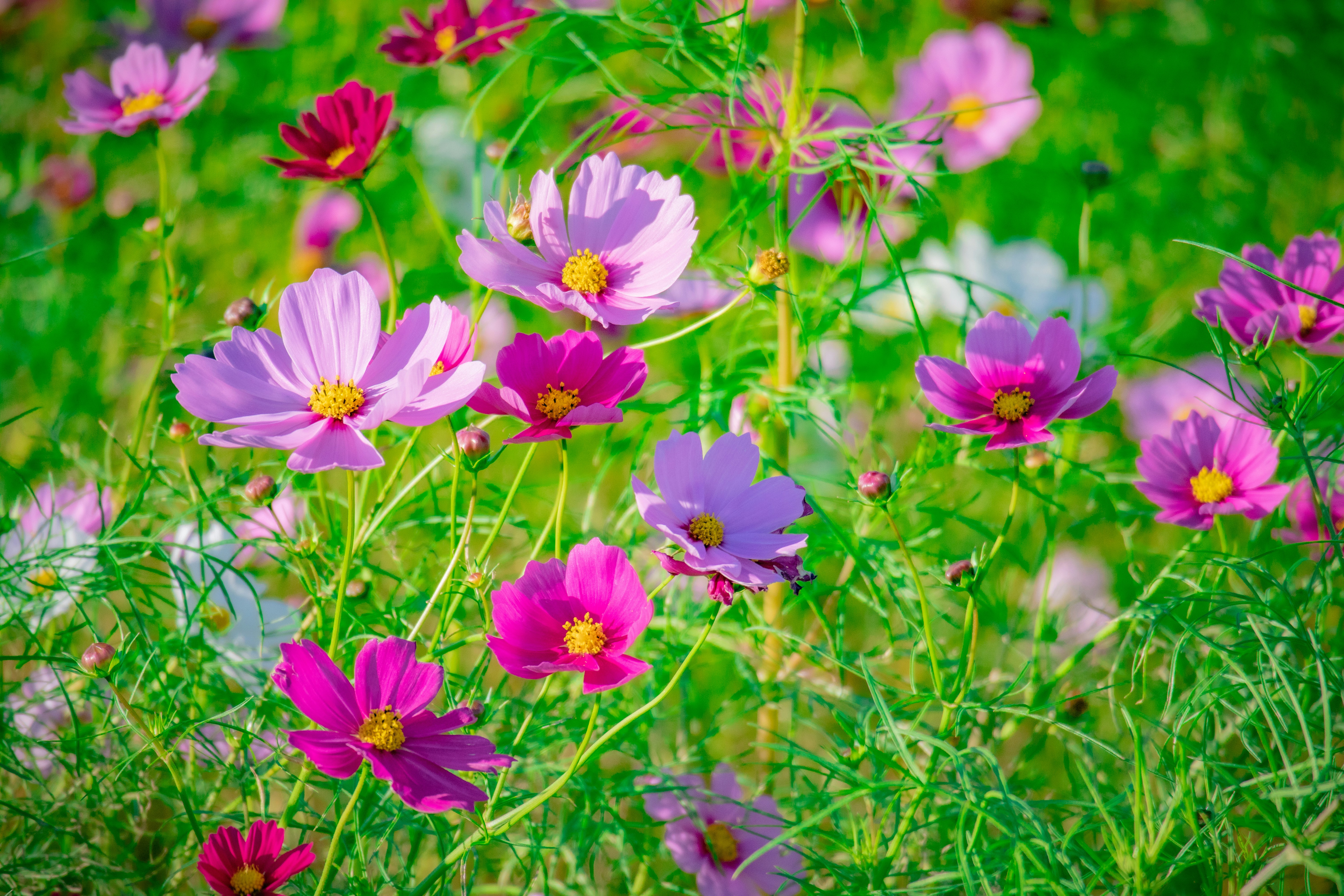 Cosmos