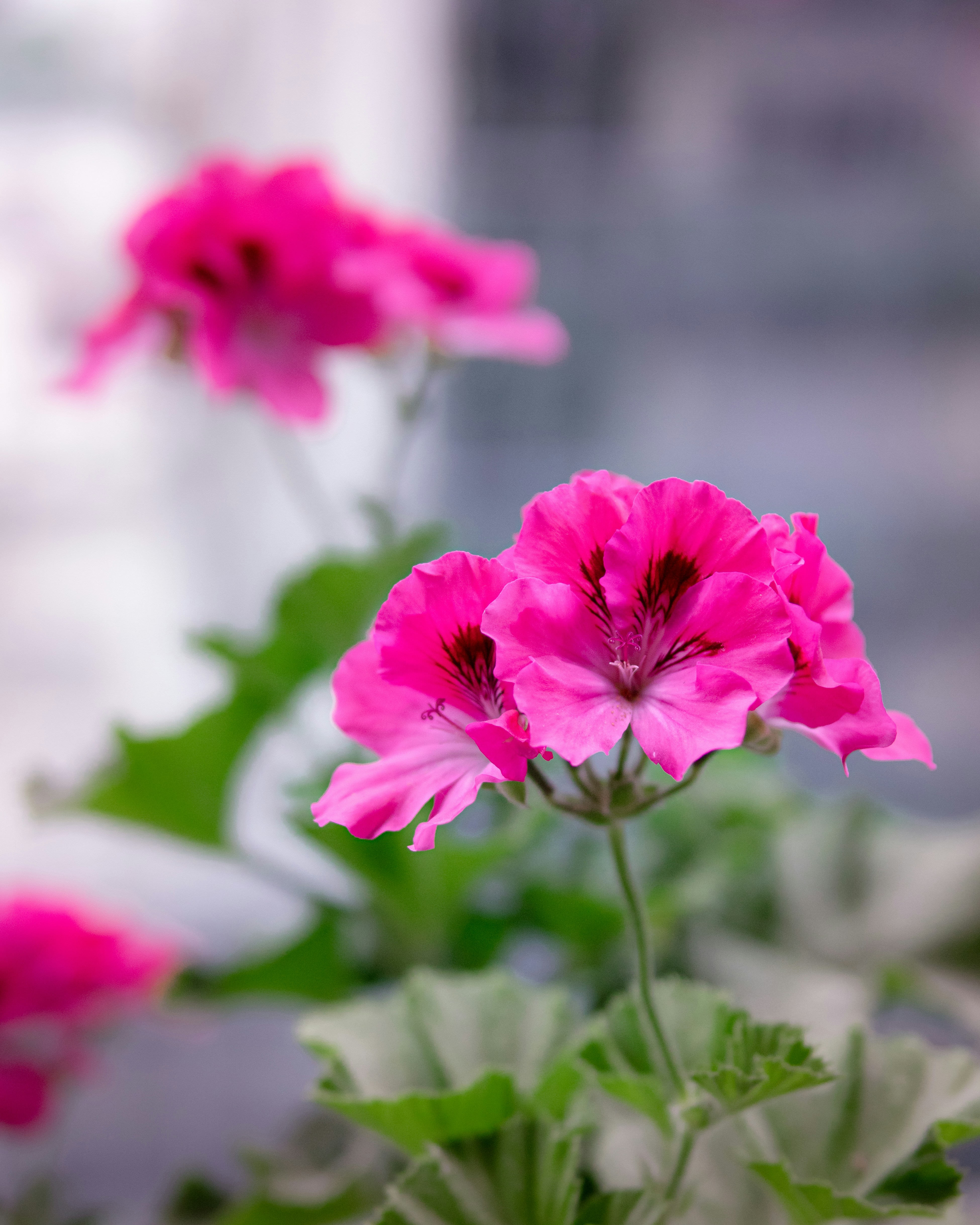 Geranium