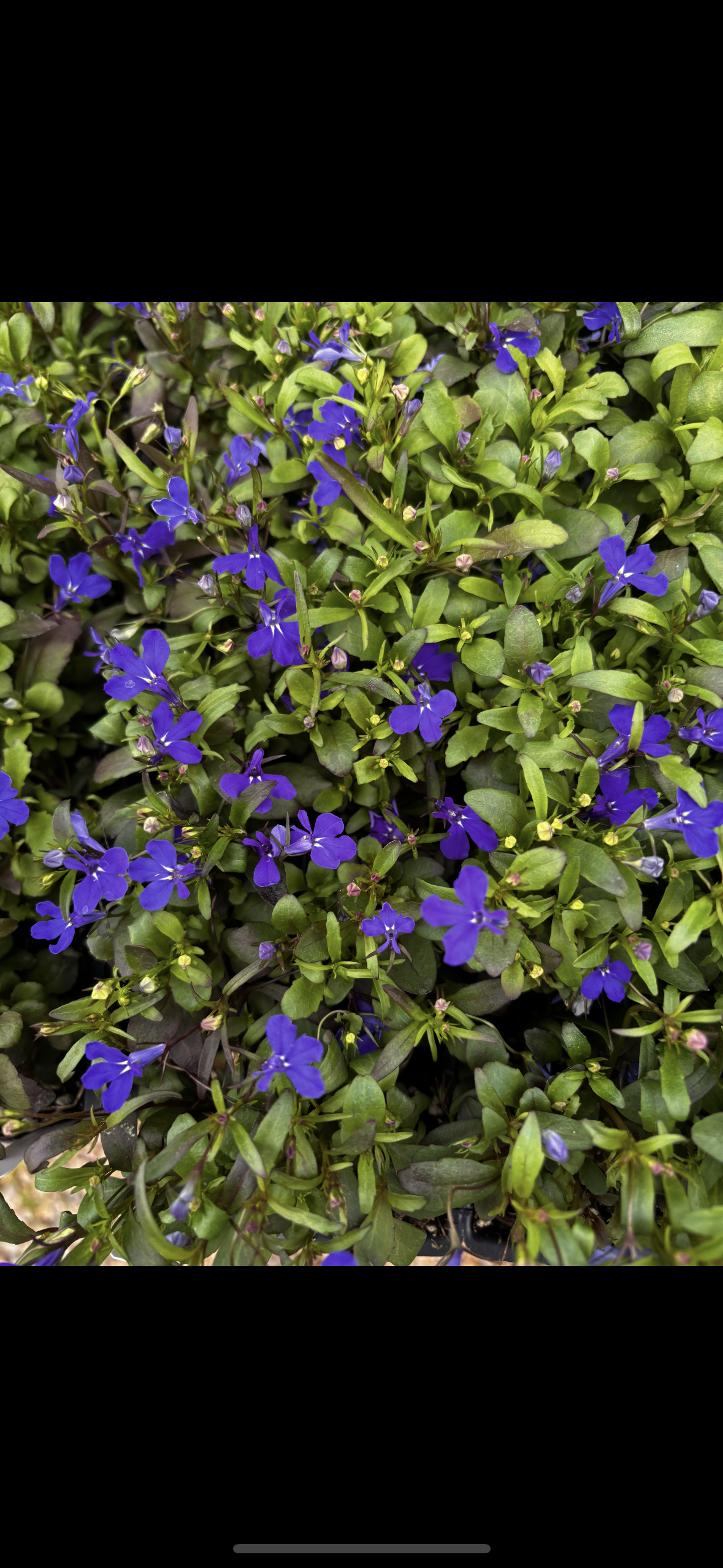Lobelia
